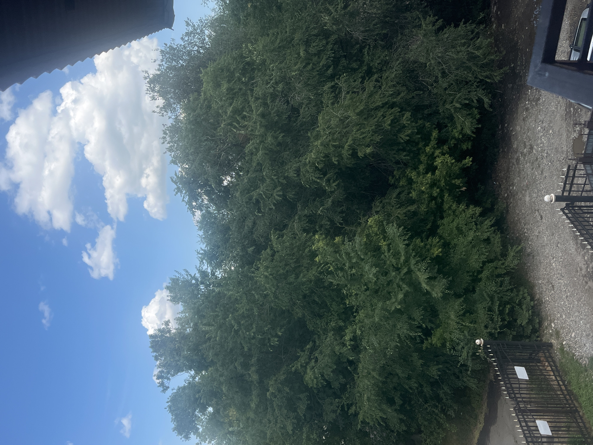 The image shows a view of dense green trees against a bright blue sky with scattered white clouds. The trees occupy the majority of the frame, with their branches and foliage creating a thick canopy. In the foreground, a black metal fence with pointed spikes runs across the lower portion of the image. Beyond the fence, a gravel path is visible, and to the left, a section of asphalt road can be seen. Part of a dark, angled structure, possibly a roof or balcony, is visible in the upper right corner. The scene appears to be an outdoor area within a city.