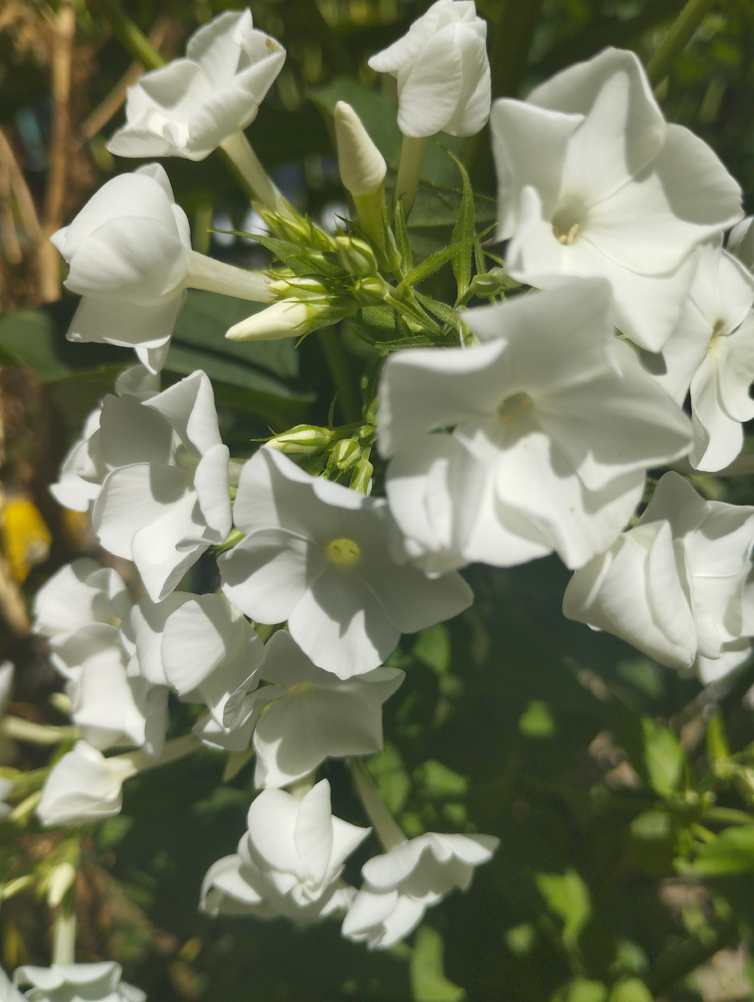 This is a close-up, high-angle shot of a cluster of white flowers, likely phlox, in full bloom. The flowers are predominantly white, with some exhibiting subtle hints of pale yellow at their centers. They are arranged in a dense inflorescence, with many individual blossoms open and others still in bud form. The petals are delicate and translucent, catching the sunlight. Green leaves and stems are visible throughout the composition, providing a natural backdrop. The lighting suggests it is daytime, with shadows cast by the flowers and foliage, indicating a sunny environment. The overall impression is one of natural beauty and vibrancy, possibly captured in a garden or a wild setting in Voroshylivka, Ukraine. There are no people, text, or specific objects other than the flowers and plant life present in the image.