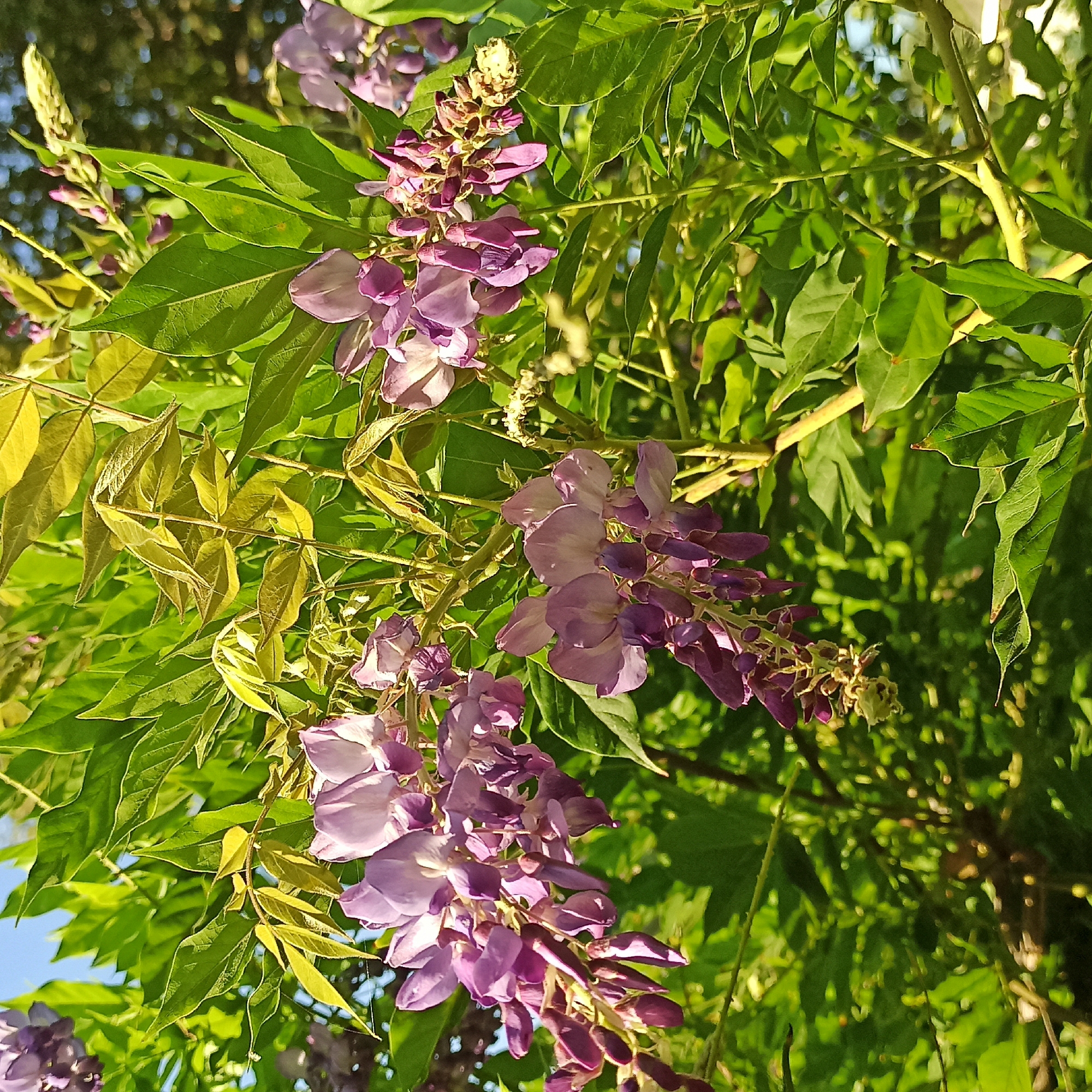 A close-up, sunlit, outdoor shot features cascading clusters of purple wisteria flowers against a backdrop of lush green foliage. The flowers, varying in shade from pale lavender to deep violet, hang in graceful racemes, with individual blossoms unfurling their delicate petals. Some flowers are in full bloom, while others appear as tightly closed buds. The leaves are a vibrant green, some catching the sunlight and appearing almost translucent. The overall impression is one of natural beauty and blooming in spring or early summer. The image is a still photograph, with no discernible people or actions depicted. The location is the city of Limani Litochorou, Greece, implying a natural or garden setting within this area.