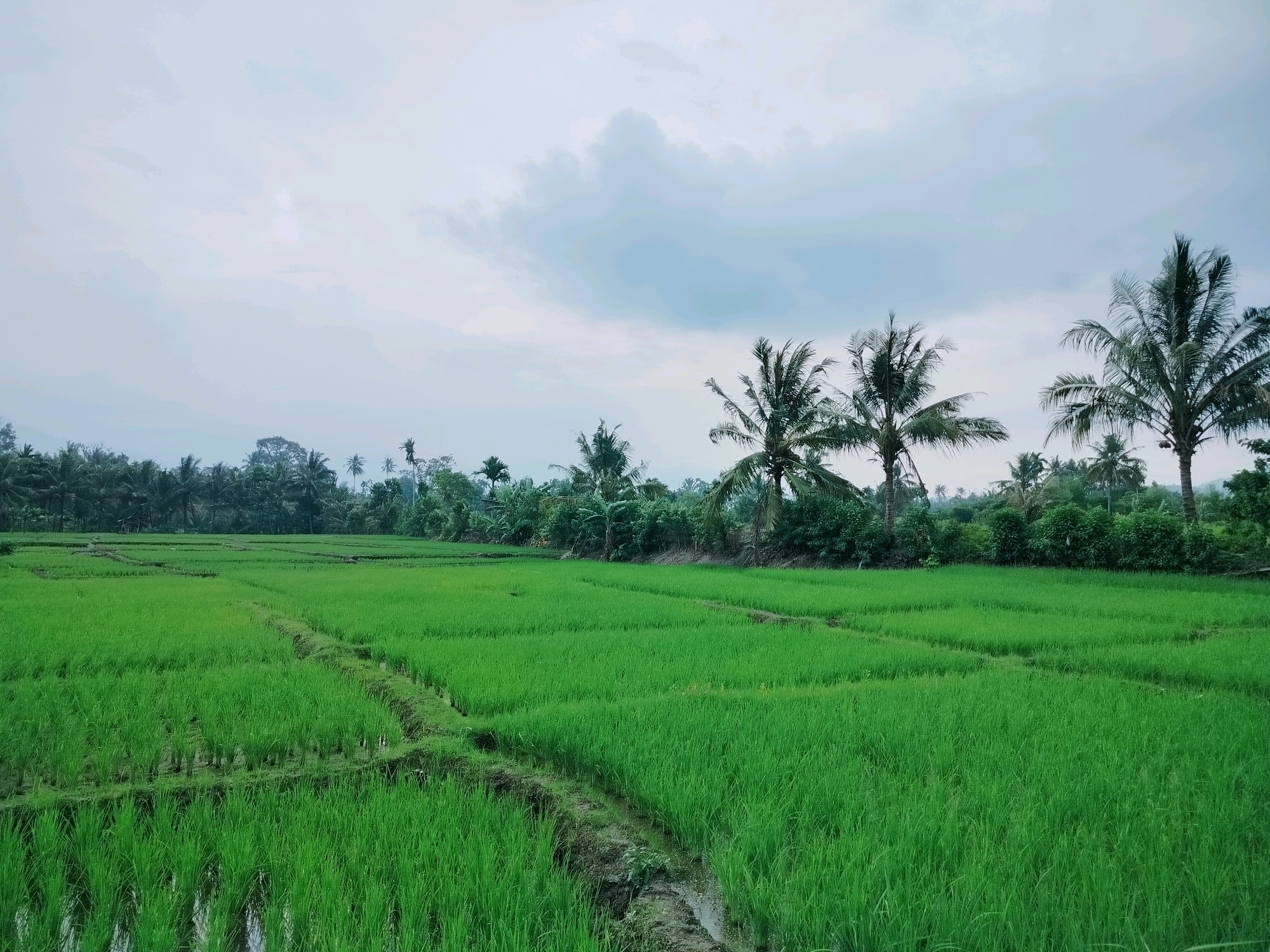 The image captures a vast, lush green rice paddy field under an overcast sky. The rice stalks are short and uniformly green, indicating a young crop. The field is sectioned by narrow, raised earthen pathways, some of which are partially submerged in water. In the background, a dense line of tropical trees, including several prominent palm trees, forms a natural border. The sky is a pale, cloudy grey, suggesting it might be early morning or late afternoon, or perhaps a day with impending rain. The location is identified as Lembahalas, Indonesia. There are no people or animals visible in the frame. The scene is tranquil and agrarian, highlighting the natural beauty of the Indonesian countryside.
