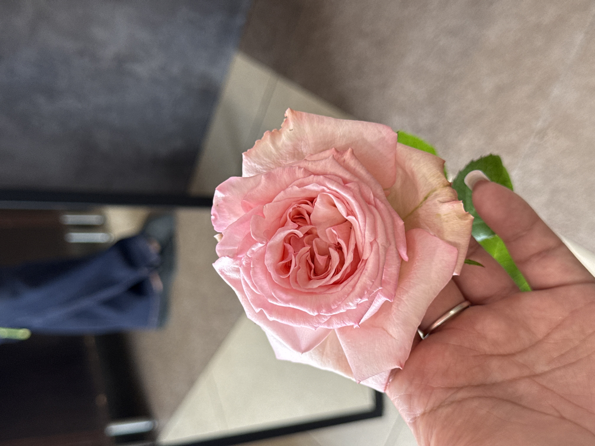 A close-up shot shows a person's hand holding a delicate pink rose. The rose, with its many layered petals, is the primary subject, positioned slightly off-center to the right. The hand, belonging to a person with fair skin and a silver ring on their index finger, cradles the flower's stem and a few green leaves.
The background is softly blurred, providing context without distraction. To the left, a dark, possibly reflective surface is visible, hinting at furniture or a wall. Further in the background, a person wearing a dark blue garment is partially visible, suggesting an indoor setting. The overall lighting appears to be soft and diffused, possibly from natural light, casting gentle shadows and highlighting the textures of the rose and hand.
No specific activity or event is clearly depicted beyond the act of holding the rose. The mood conveyed is one of gentle appreciation, with the soft focus and delicate subject matter suggesting a moment of calm or admiration. No text is visible in the image. The location and time of day are undetermined.