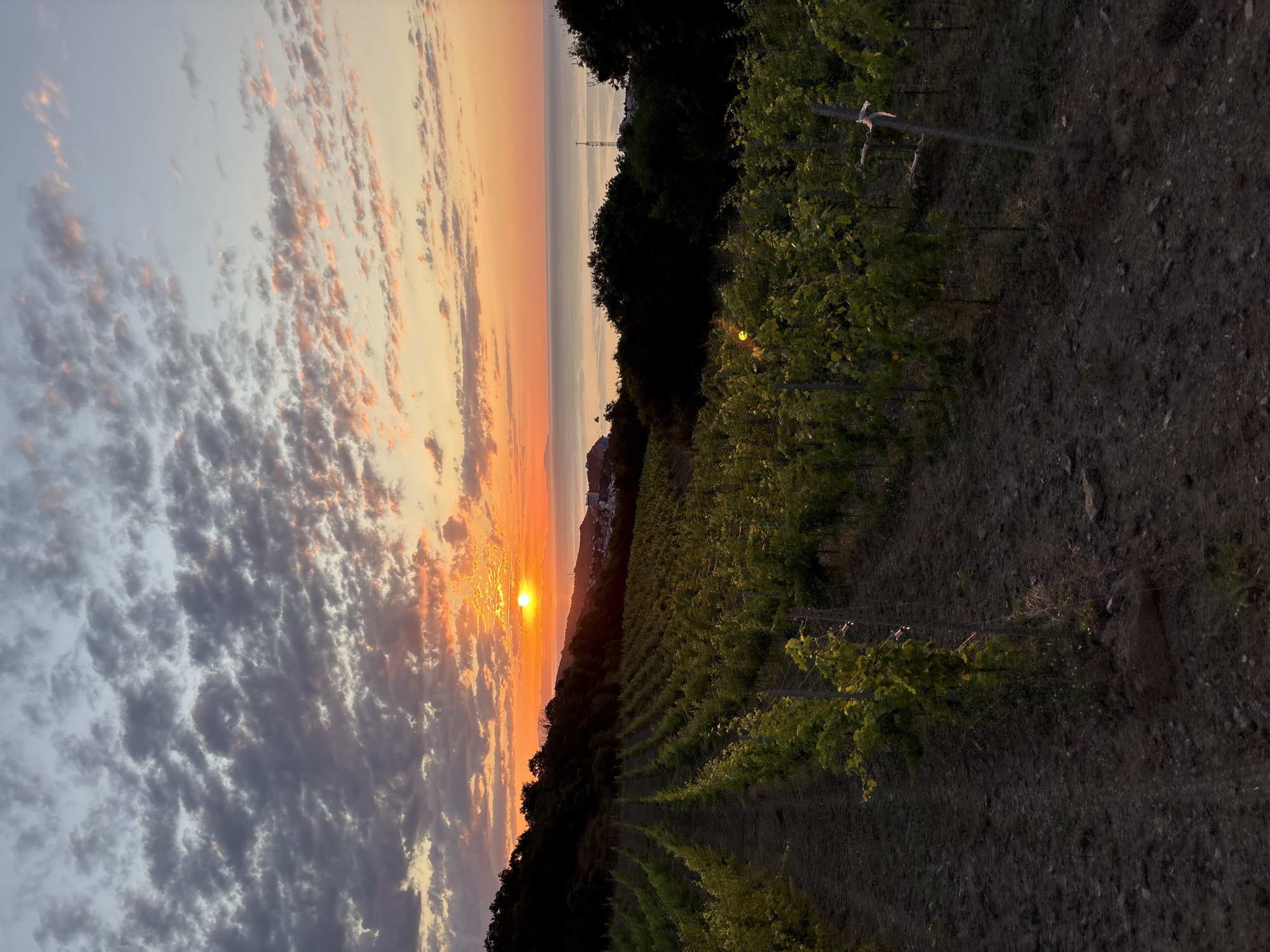The image depicts a vineyard at sunset, located in the vicinity of Lavrovoe, Ukraine. The foreground is dominated by rows of grapevines stretching across a sloping, cultivated field. The soil appears dark and stony, with the vines showing vibrant green leaves. In the midground, a dense line of trees forms a dark silhouette against the horizon. Beyond the trees, the sun is setting over a calm body of water, likely the sea, casting a warm orange and pink glow across the sky and water. The sky itself is filled with scattered clouds, some tinged with the colors of the sunset. A small cluster of buildings can be seen on the distant shoreline. The overall atmosphere is one of serene natural beauty.