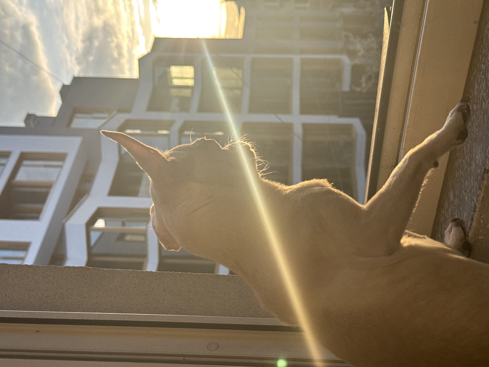 A light-colored, short-haired dog, appearing to be a small breed, is observed in profile from its left side, facing towards the right. The dog stands with its front paws resting on a dark window sill, looking out of an open window. Its tan or light brown fur is strongly backlit by direct sunlight, highlighting the contours of its head, one erect ear, and prominent whiskers. A portion of the window frame and an adjacent textured, light-colored building wall are visible on the left.
Beyond the window, the scene depicts a modern urban environment within Sofia, Bulgaria. The background features multiple contemporary multi-story buildings with striking geometric designs, predominantly white and dark grey facades, and numerous windows. These structures suggest a modern residential or mixed-use development within the city. The sky above the buildings is partly cloudy, bathed in the golden light of a low sun on the horizon, indicating either sunrise or sunset. A distinct horizontal lens flare extends across the image, originating from the bright light source on the right.