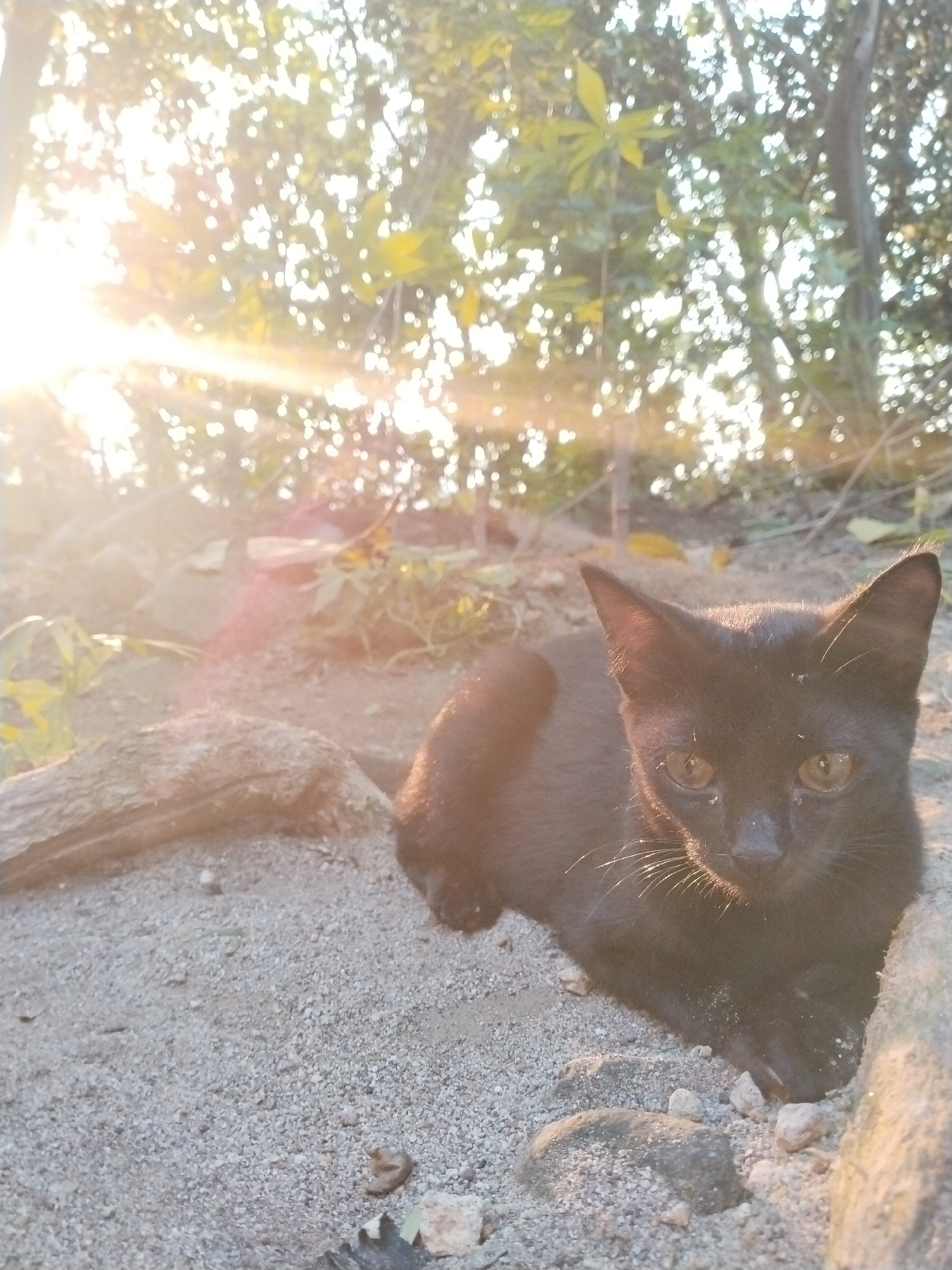 A black cat is sitting on a sandy surface with scattered rocks and debris. In the background, there is vegetation and trees, with sunlight filtering through the foliage. The location is Unknown, Unknown.