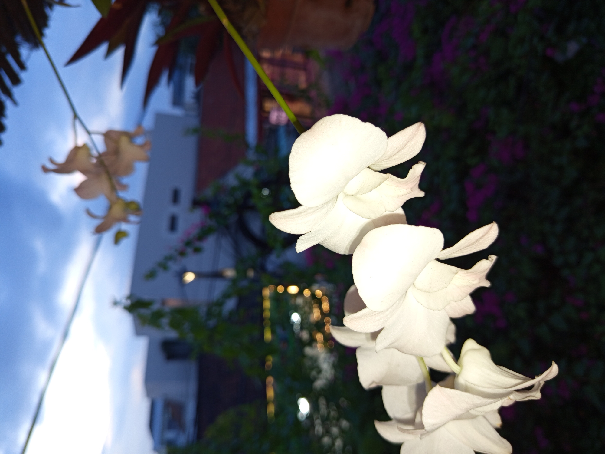 The image shows a close-up of white orchid-like flowers in focus, with a blurred background suggesting an outdoor setting. Behind the flowers, there are blurred images of what appear to be trees and building, as well as dim lights, possibly street lights or decorative lights. The background also has hints of dark purple/pink foliage. The scene gives the impression of a garden or a yard at dusk or night. It is possibly located in North Kuta, Indonesia, as per the user.