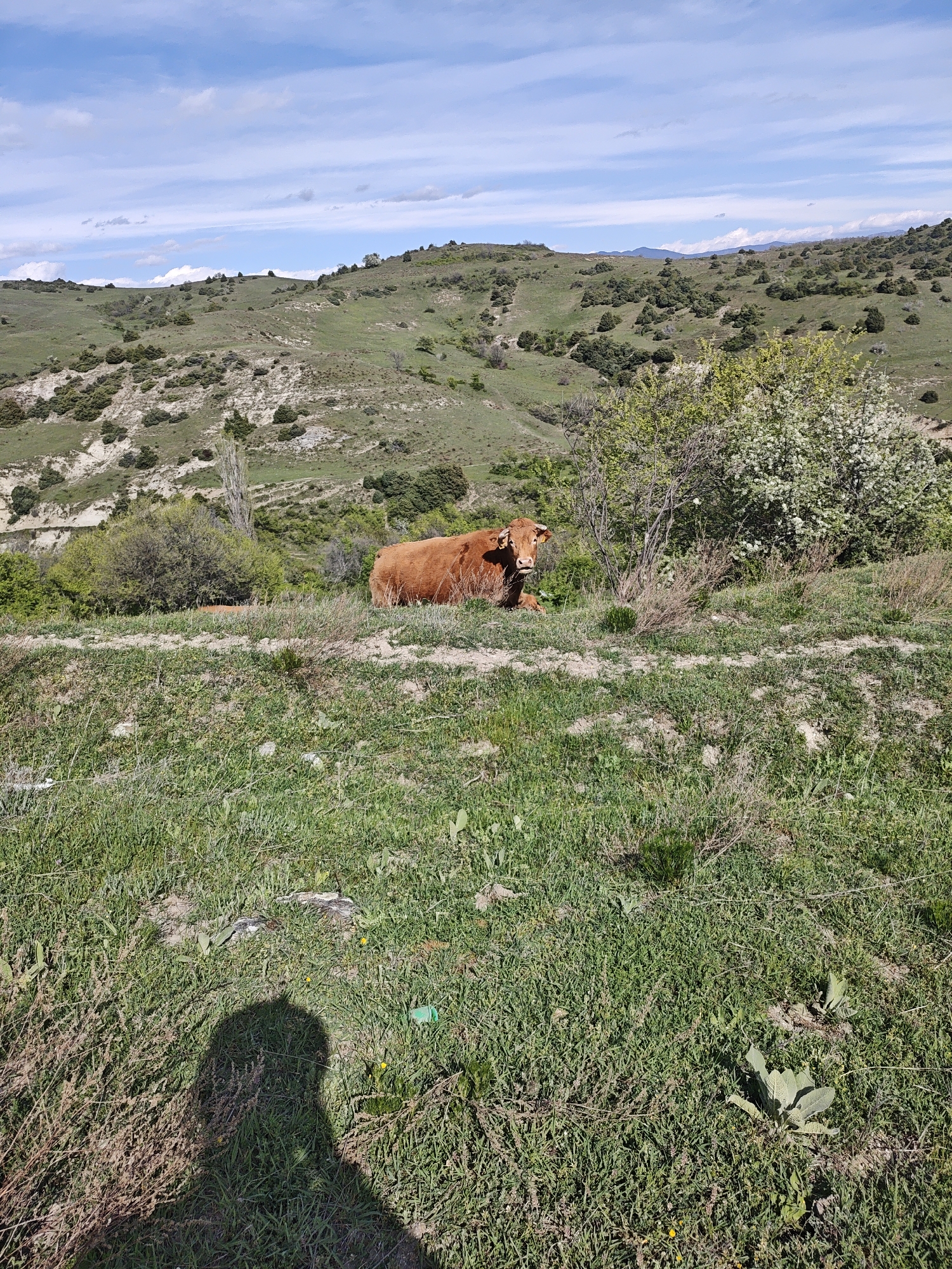 The image shows a rural scene in Unknown, Unknown, featuring a brown cow lying down on a grassy hillside. The landscape is characterized by rolling green hills, dotted with sparse vegetation, leading up to a distant ridge. Patches of trees and shrubs are scattered across the hills, with some blossoming with white flowers. The sky above is blue, adorned with scattered white clouds. In the foreground, the grass is uneven, with some bare patches and scattered weeds. The shadow of the photographer is visible in the lower left corner of the frame.