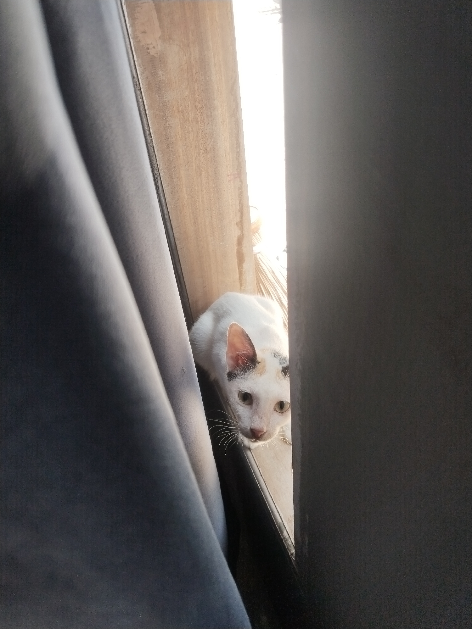 A white cat with some black markings on its head is positioned between a dark gray curtain on the right and a gray curtain on the left. A wooden frame is also visible. The location is Kutaglumpang, Indonesia. The cat is looking directly at the viewer. Bright light is visible in the background, suggesting an exterior setting.