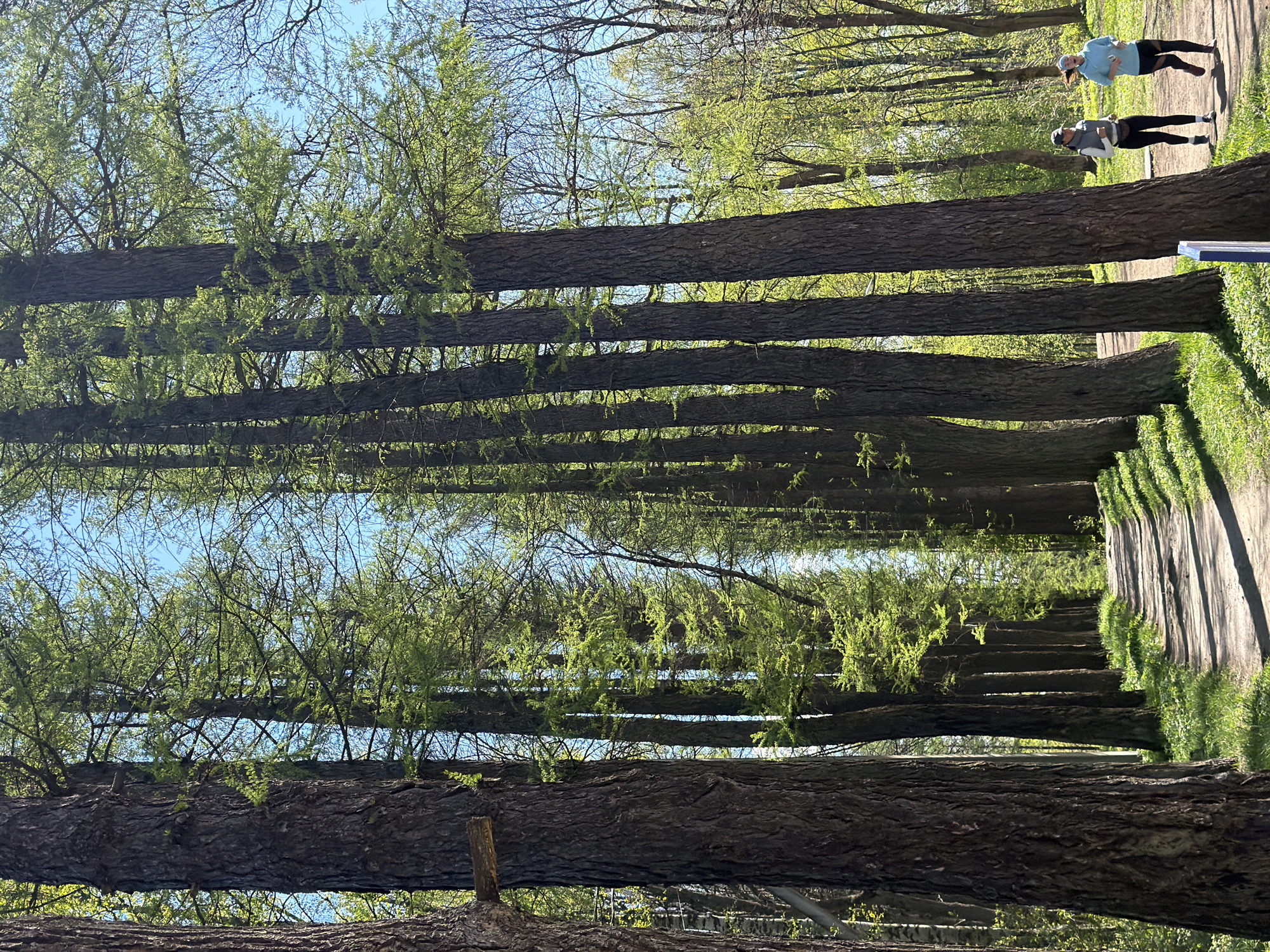The image shows a tree-lined path in what appears to be a park. The trees are tall and thin, with green foliage at the top. There are two people running on the path. The location appears to be Tokkari, Russia.