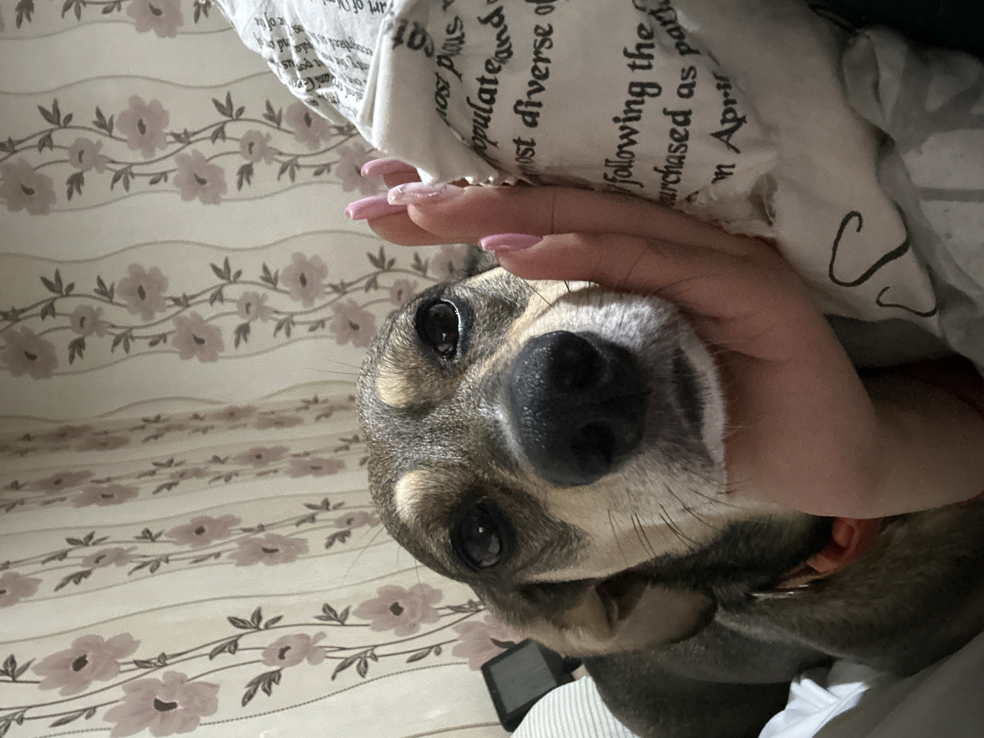 The image shows a close-up of a dog's face being petted by a person. The dog is a mixed breed with brown and black fur, large dark eyes, and a black nose. The person's hand, with light pink manicured nails, is resting on the dog's cheek, near its nose. The background consists of floral wallpaper with pink flowers and vertical beige stripes. To the right, a white fabric object with text printed on it is visible, partially obscuring the dog and the hand. The text on the fabric is in black, and some words are legible, such as "most pious", "populate and", "most diverse of", and "following the purchased as park". The overall impression is an intimate moment between a pet and its owner. The location is unknown.