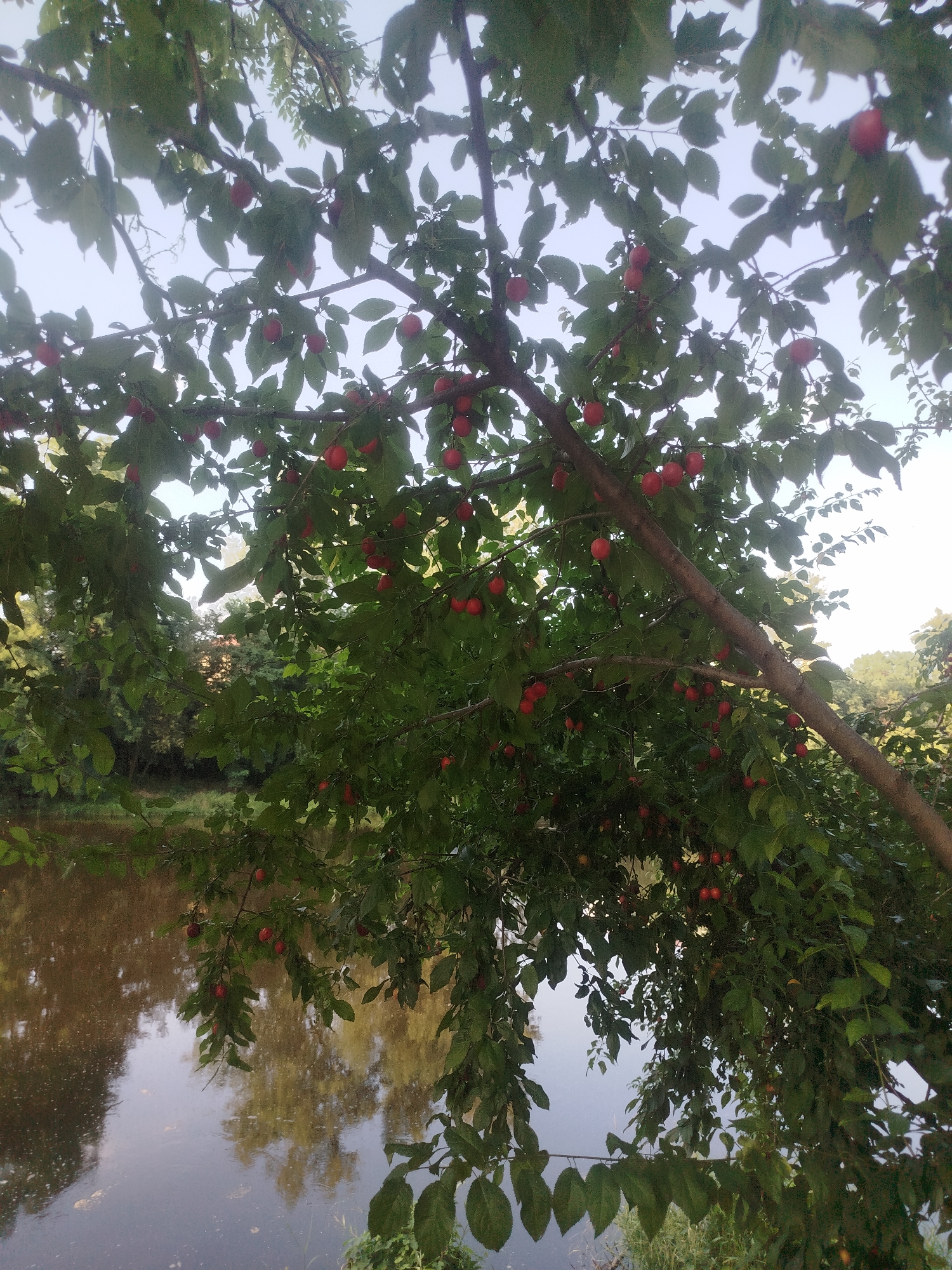 An outdoor, vertical, medium shot captures a plum tree heavy with ripe red fruit, its branches arching over a calm body of water. The water, reflecting the sky and surrounding trees, appears dark and still. The leaves of the plum tree are a vibrant green, providing a lush canopy. Some of the plums are obscured by the foliage, while others are clearly visible, hanging in clusters. The background shows a hint of more trees and foliage, suggesting a natural or park-like setting. The sky is overcast, casting a soft light on the scene. There are no people or animals visible in the image.