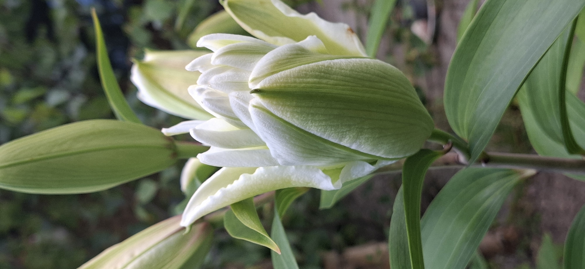 A close-up, vertical shot focuses on the tightly closed bud of a white lily, positioned slightly off-center to the right. The bud is predominantly a pale green, with subtle streaks of darker green running vertically along its length. The petals are densely packed, giving the bud a plump, ovular shape. The tip of the bud displays a hint of white, suggesting the flower is on the verge of opening. Surrounding the bud are several long, green lily leaves, some of which are partially visible. The background is softly blurred, consisting of muted green foliage and darker, indistinct shapes, suggesting an outdoor garden setting. There are no people or animals present in the frame. The image was captured in Järvenpää, Finland.
