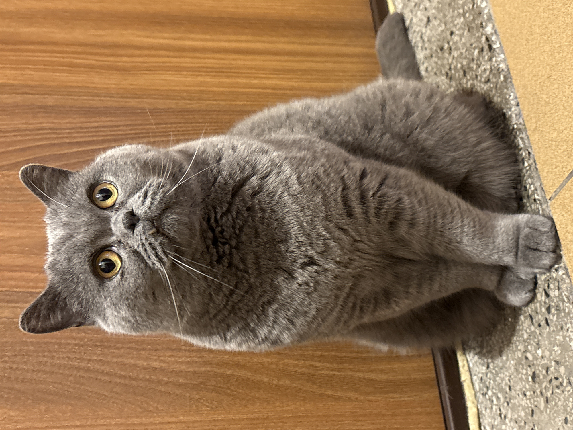 A gray British Shorthair cat lies on a wooden floor, its head turned towards the camera. The cat's golden eyes are wide open. A section of gray-speckled tile is visible along the right edge of the image, with a yellow wall behind. The location details are not detectable from this image.