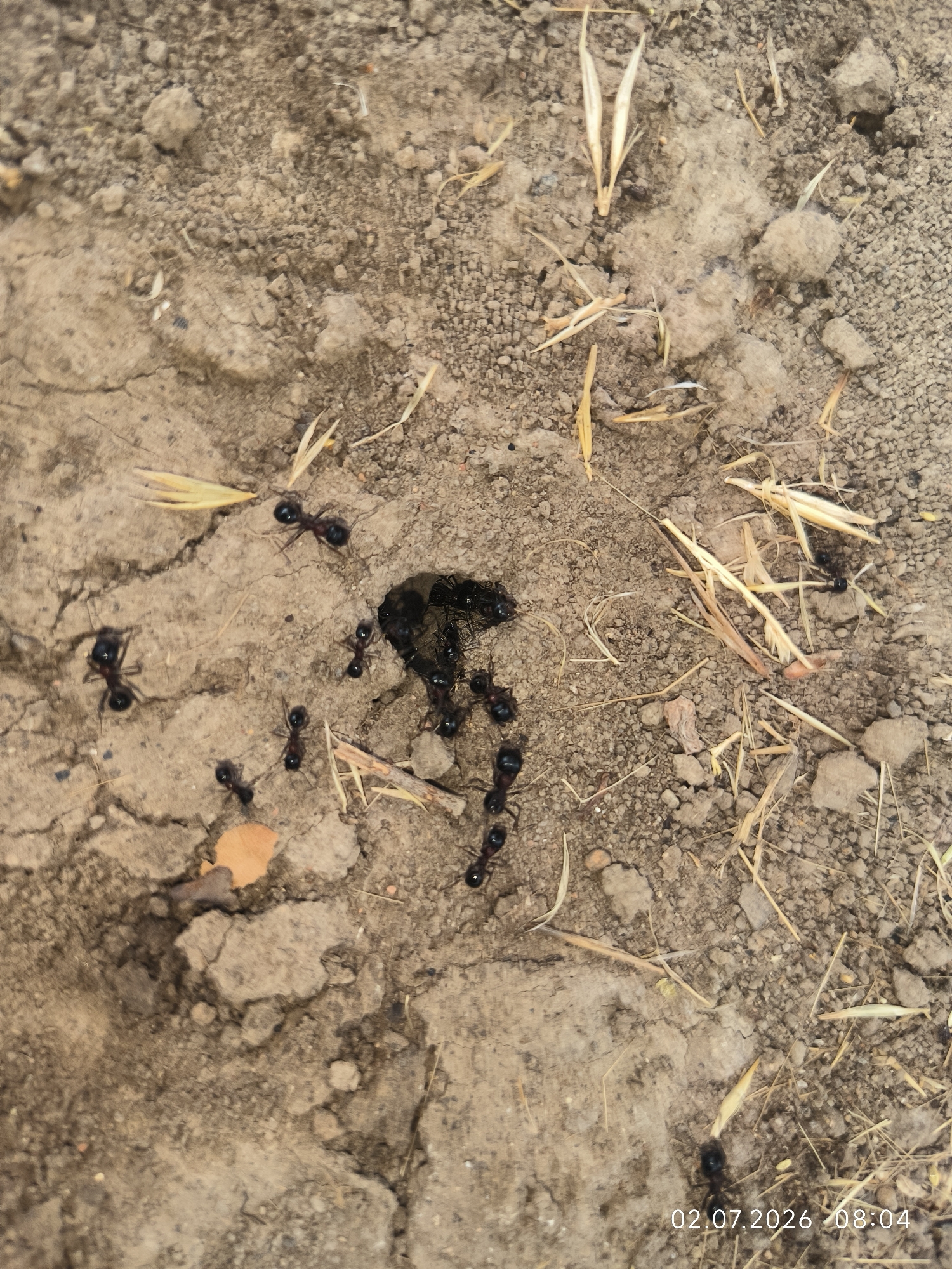 The image shows a close-up, overhead view of ants on dry, cracked soil. There are several black ants scattered around a central dark clump, which appears to be some sort of debris or food source. Some dried grass stalks are also visible on the ground. The timestamp "02.07.2026 08:04" is visible in the bottom right corner, indicating the date and time the image was captured. The location is identified as Kattasu, Uzbekistan.