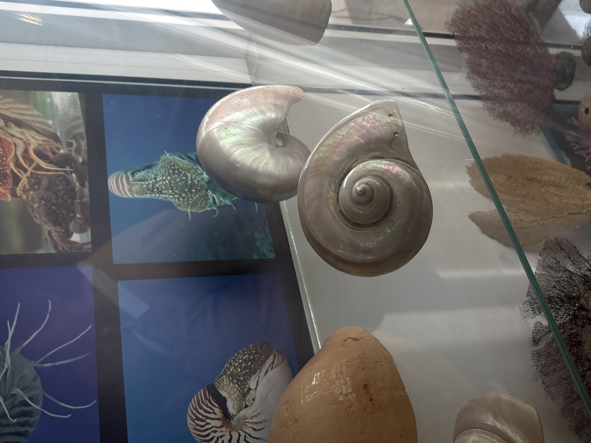 The image depicts a display case in what appears to be a museum exhibit. Inside the case are several nautilus shells, some real and some depicted in photographs on a panel behind them. A brown sea fan and other decorative elements are also present. The exact location is not discernible from the image alone, although it has been provided it is the city of Varna, Bulgaria. No people are visible in the frame. The scene is static and showcases marine biology specimens within a museum environment.