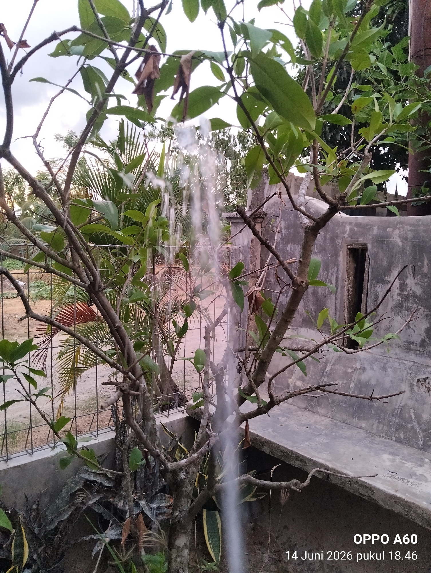The image shows a close-up view of a tree with green leaves and brown branches, with a stream of water falling from above, creating a blurred effect. In the background, there is a concrete structure with an opening and some vegetation. The scene is set outdoors, with a fence visible in the middle ground and a sandy area beyond it. The bottom right corner of the image contains text that reads "OPPO A60 14 Juni 2026 pukul 18.46". The overall setting suggests a possibly residential or garden area in Payagaboh, Indonesia, captured at 6:46 PM on June 14, 2026. There are no people visible in the image.