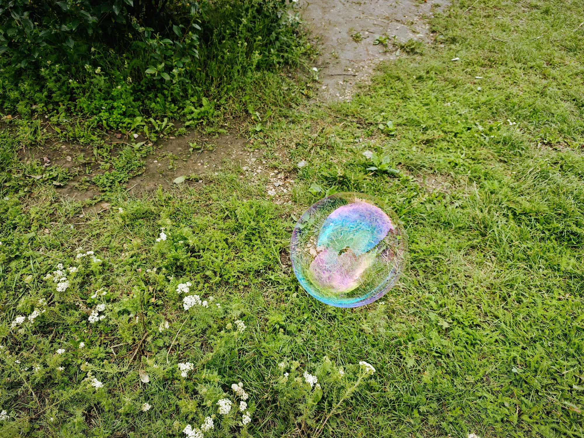 A single, iridescent bubble rests on a patch of lush green grass dotted with small white wildflowers. The bubble reflects a vibrant spectrum of colors, including pink, blue, green, and yellow. In the background, a dirt path with some scattered stones meets the grass, and further back, dense green foliage forms a dark backdrop. The scene appears to be outdoors in a natural setting, potentially a park or garden. The image does not contain any people or specific identifiable landmarks that would indicate its location in Tujmazy, Russia.
