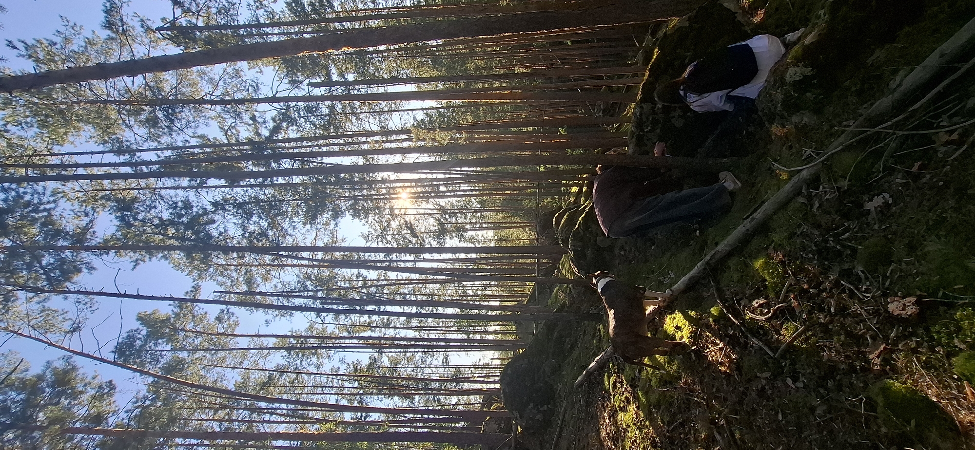 In a sun-dappled pine forest, an adult in a dark long-sleeved shirt and blue pants is stooped over, searching amongst moss-covered rocks. Beside them, another person wearing a white shirt and a dark backpack is also kneeling, looking down. To the left, a medium-sized dog with a brindle and white coat stands on a fallen log, its tail raised. The forest floor is covered in pine needles, moss, and fallen branches. Tall pine trees with thin trunks dominate the scene, with sunlight filtering through their branches and illuminating patches of the forest floor. The sky is clear and blue. The location is identified as Peredovoi, Russia.