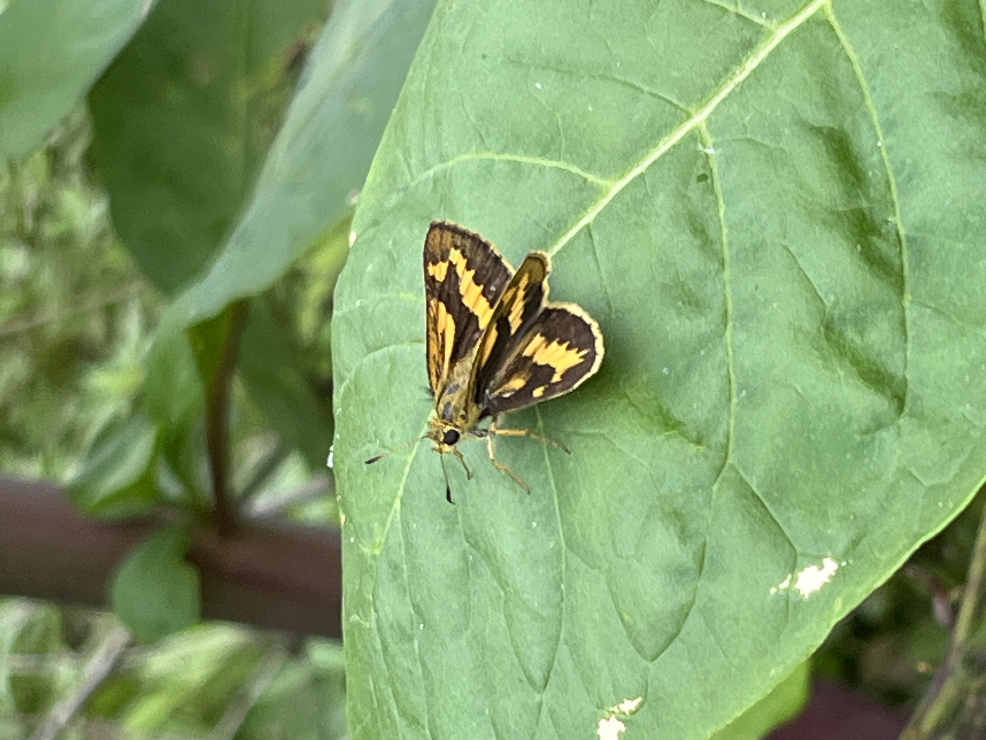 A close-up, high-angle shot captures a small butterfly or skipper resting on a large, vibrant green leaf. The insect, positioned slightly off-center to the right, displays striking dark brown or black wings patterned with bold, irregular yellow bands and patches. Its wings are folded upright, revealing the intricate patterns on the dorsal side. The butterfly's head, antennae, and delicate legs are visible, suggesting it is calmly perched.
The leaf serving as its resting spot is a dominant feature, showing prominent veins and a smooth, slightly textured surface. A few tiny white specks or minor blemishes are visible on the leaf's surface. The background is softly blurred, indicating a shallow depth of field, and consists of more green foliage and darker, indistinct elements, likely branches or other plants. The natural lighting suggests the image was taken during the daytime. The overall scene depicts a peaceful moment in a natural outdoor environment, likely a garden or forest in Sayama, Japan. No text is visible in the image.