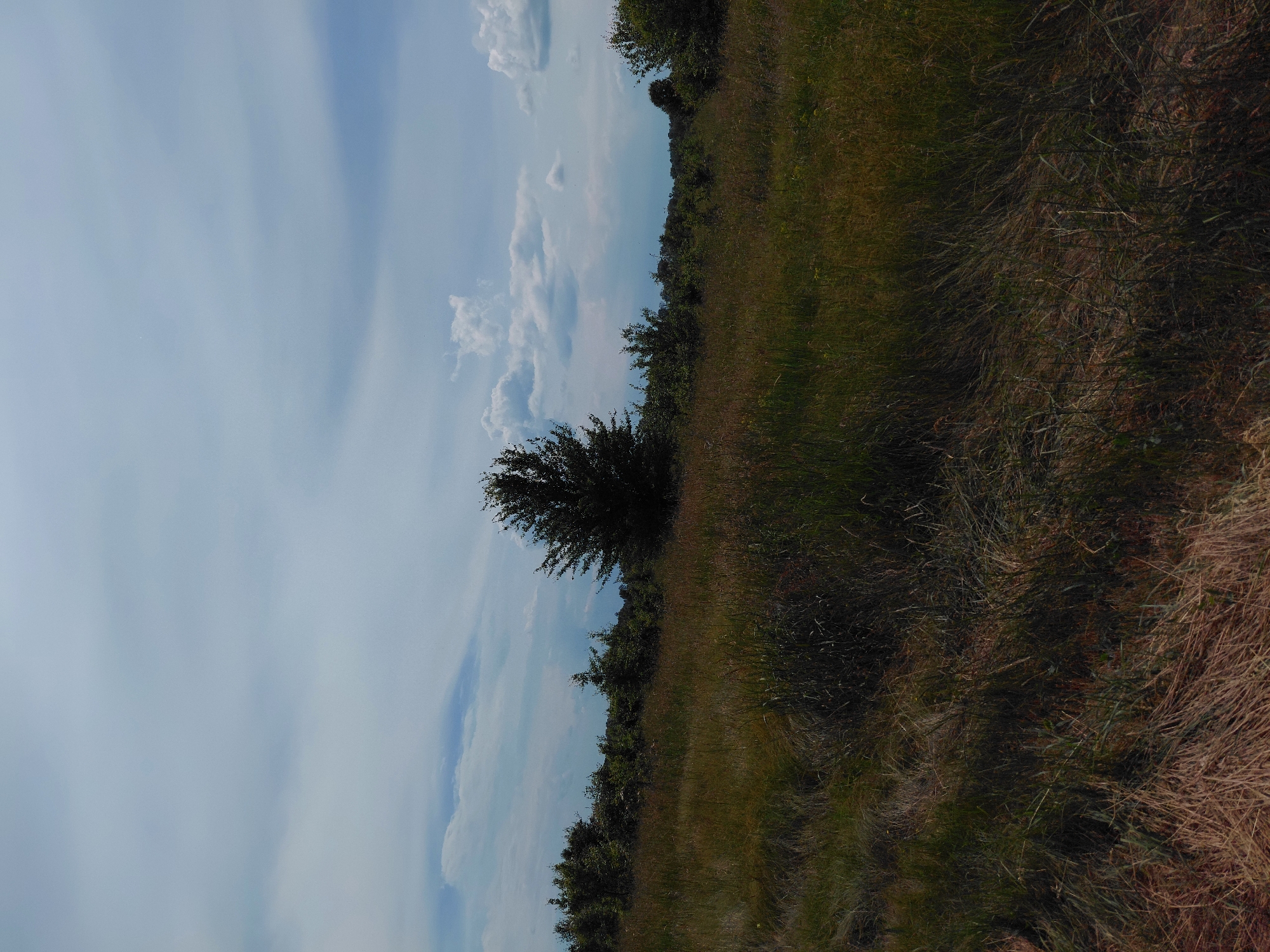 This image depicts an outdoor natural landscape, specifically a field, under a cloudy sky in the city of Unknown, Unknown. The scene is dominated by a vast expanse of uncultivated grass in the foreground and midground, presenting varying shades of green, brown, and golden-yellow, indicative of both live and dried vegetation. The grass appears tall and untamed, with visible textures and subtle shadows suggesting uneven terrain.
In the midground, a dense line of trees forms the horizon, appearing dark green against the sky. A notable solitary, dark-foliaged tree stands prominently near the center of the image, slightly breaking the horizontal line of the distant treeline. To the far right, another cluster of dense trees is visible.
The sky, occupying the upper portion of the frame, features scattered white and light grey clouds against a pale blue background. Some areas of the sky show more uniform cloud cover, while others reveal patches of clear blue. No people, animals, or man-made structures are visible within the frame. The lighting suggests a partly cloudy day.