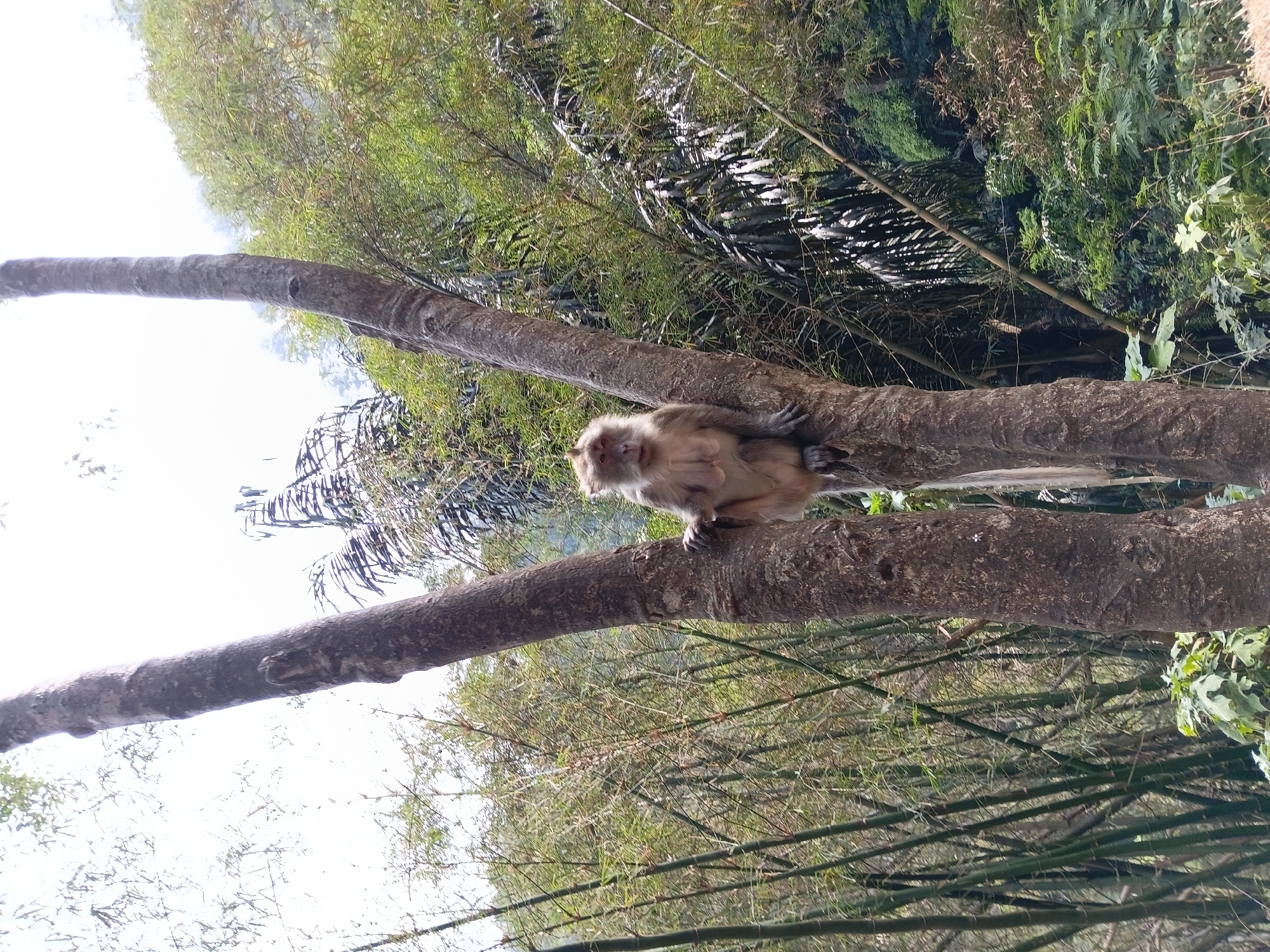 In the city of Ciburial, Indonesia, a light-brown monkey is perched on a thick, textured tree trunk. The monkey is facing forward, with its arms resting on the trunk. Behind the monkey, a dense forest can be seen, with tall bamboo trees and other lush green vegetation. The sky above is overcast.