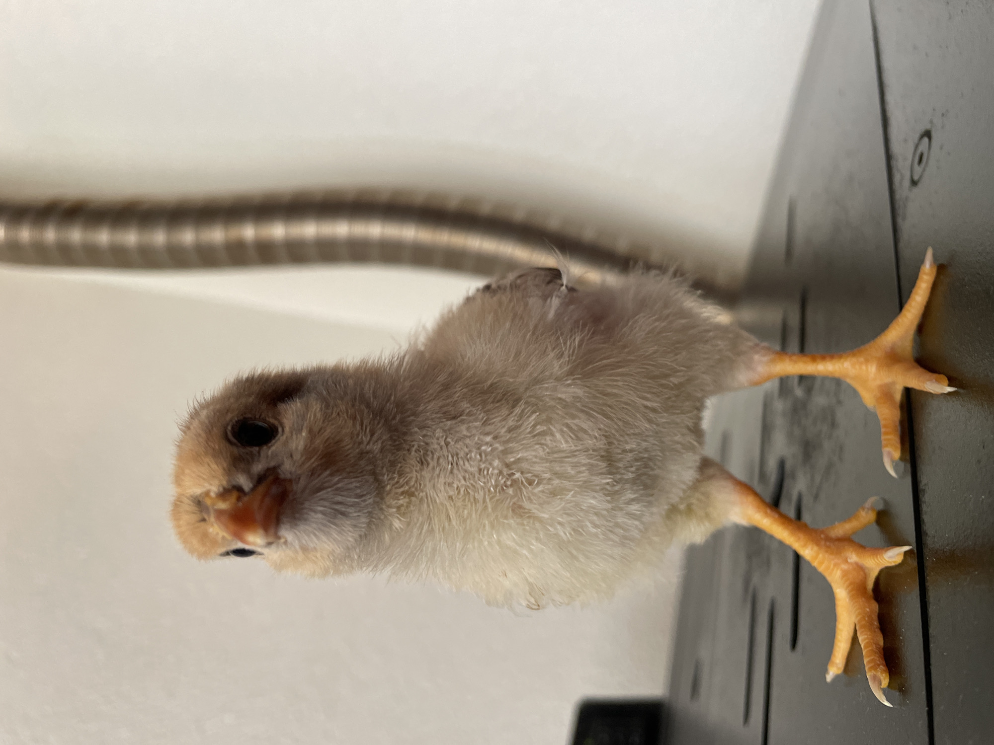 A light brown and beige chick stands on a black surface with cut-out slots. The chick has orange legs and feet with white claws. In the background, there is a silver, ribbed flexible tube and a white wall. The location is unknown and cannot be determined from the image. There are no people in the image.