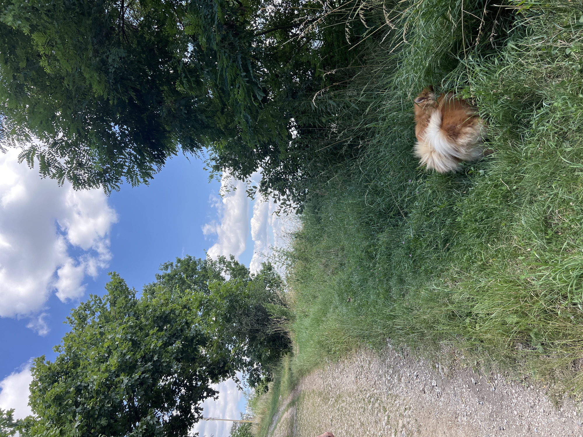 An outdoor, eye-level, vertical shot captures a rural scene in Karniowice, Poland, on a bright, sunny day with scattered white clouds. The foreground is dominated by a dirt path curving to the left, bordered by tall, lush green grass on the right. Partially obscured by the grass, a light brown and white fluffy dog is foraging, its hindquarters and bushy tail prominently displayed. Trees with dense green foliage line the sides of the path, framing the sky. The overall impression is one of a natural, serene environment.