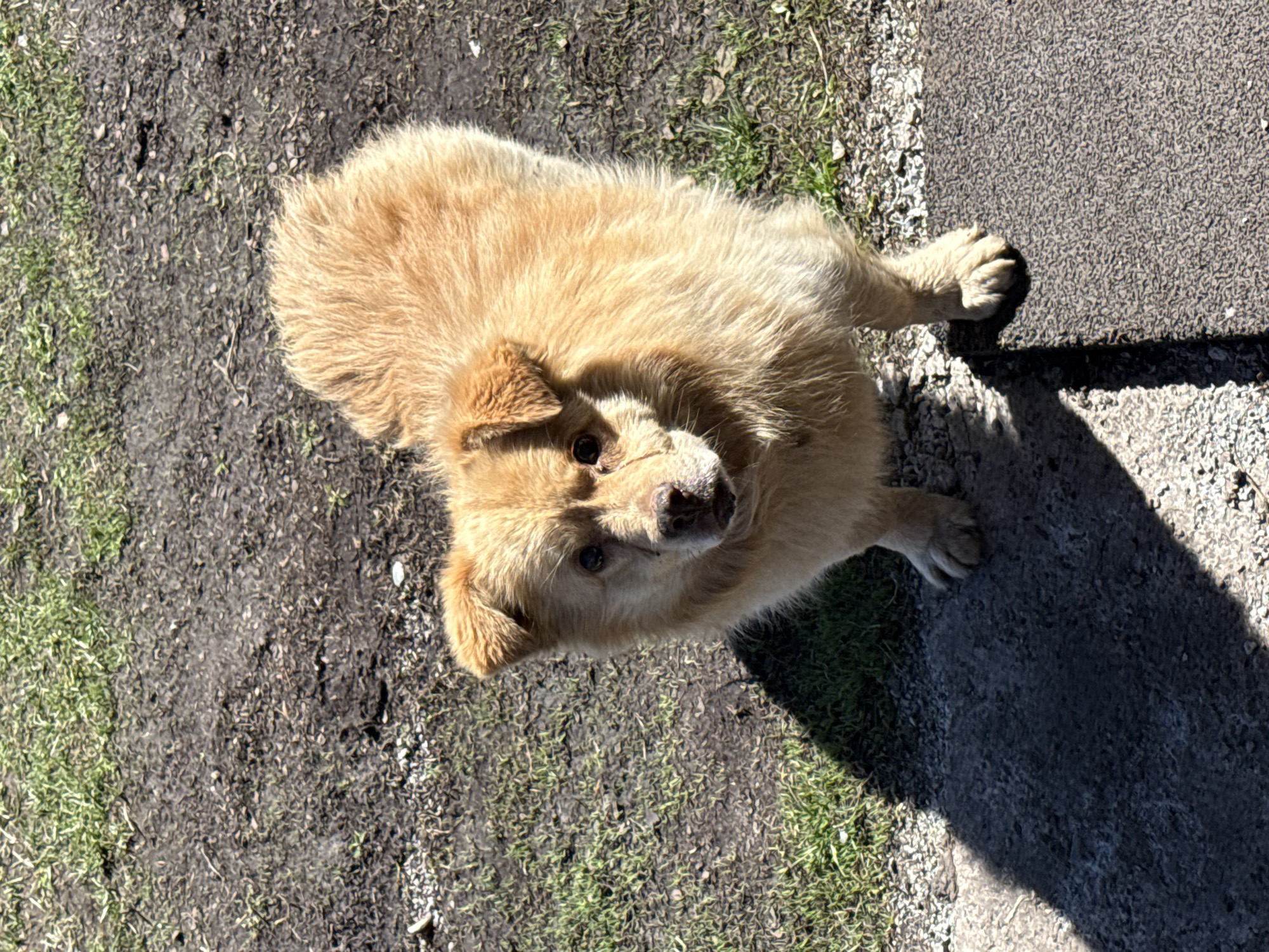 A medium-sized, fluffy, tan-colored dog stands on a surface divided between dirt/grass and a concrete slab with gravel borders. The dog is oriented towards the camera, looking upwards. The background consists of the ground surface and strong shadows indicating bright sunlight. The location is assumed to be Tyulyuk, Russia, based on the user's prompt, though there is no explicit evidence to that effect within the visual data.