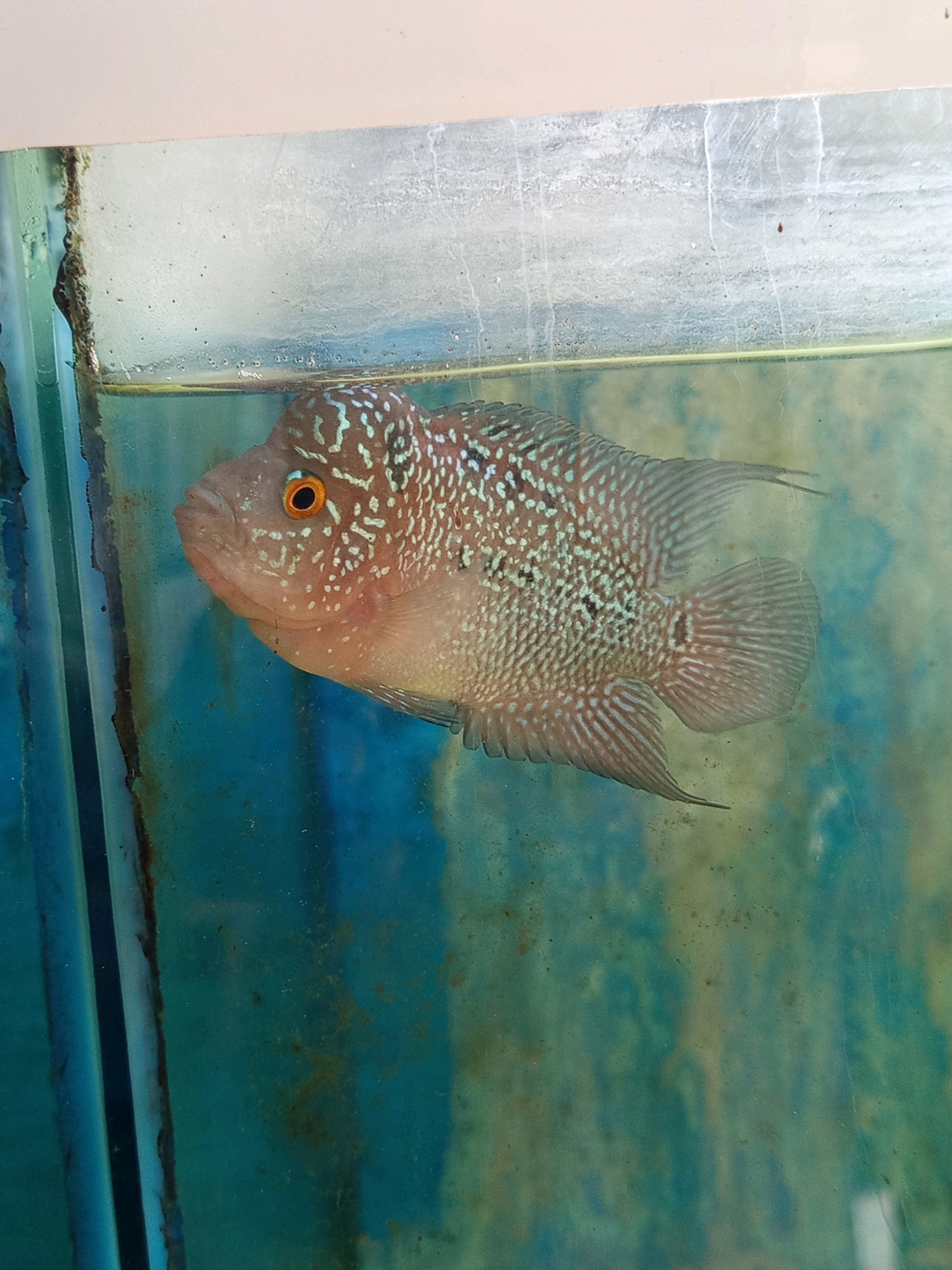 A fish, likely a Flowerhorn cichlid, is the central subject of the image, positioned within an aquarium. The fish is a reddish-pink color with distinctive white and black speckles covering its body and head. It has a prominent orange eye with a black pupil. The fish is oriented horizontally, facing left. The aquarium appears to be made of glass and is filled with water, which has a greenish-blue tint. The background of the aquarium is mottled and appears to be a dirty or aged blue-green color. The top edge of the aquarium, a white structure, is visible in the upper portion of the image. There is evidence of wear and possibly mold or algae growth along the edges of the aquarium. The lighting suggests an indoor environment. There are no people or other animals visible in the image. The image does not contain any specific information that would allow for its location to be identified as Karawang, Indonesia.