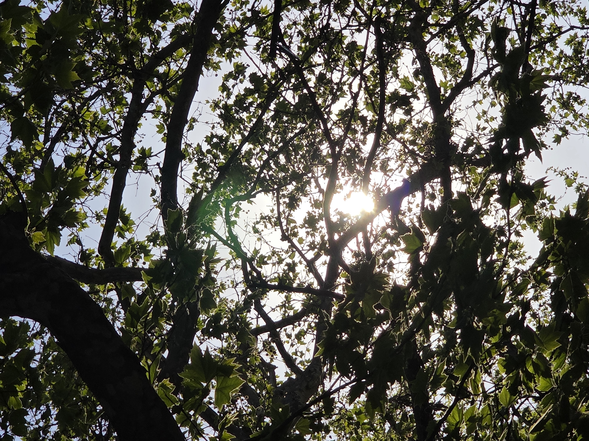 This media file captures a backlit view looking up into the canopy of a large tree, likely a maple or plane tree, against a bright sky. The scene is dominated by the intricate network of dark, silhouetted branches and numerous green leaves.
The sun, positioned in the upper right quadrant, shines intensely through the foliage, creating a strong lens flare and bright streaks of light that pierce the leaves. This backlighting effect causes most of the leaves and branches to appear as dark silhouettes, while the edges of some leaves are brightly illuminated, displaying a vibrant green and light outline. The sky, visible between the gaps in the canopy, is clear and bright, indicating daytime conditions, possibly morning or late afternoon given the sun's angle.
There are no people or objects besides the natural elements of the tree, sun, and sky. No specific activity or event is taking place; it is a static nature photograph. The general mood conveyed is peaceful and natural. No visible text is present in the image. This scene is set in Plovdiv, Bulgaria.