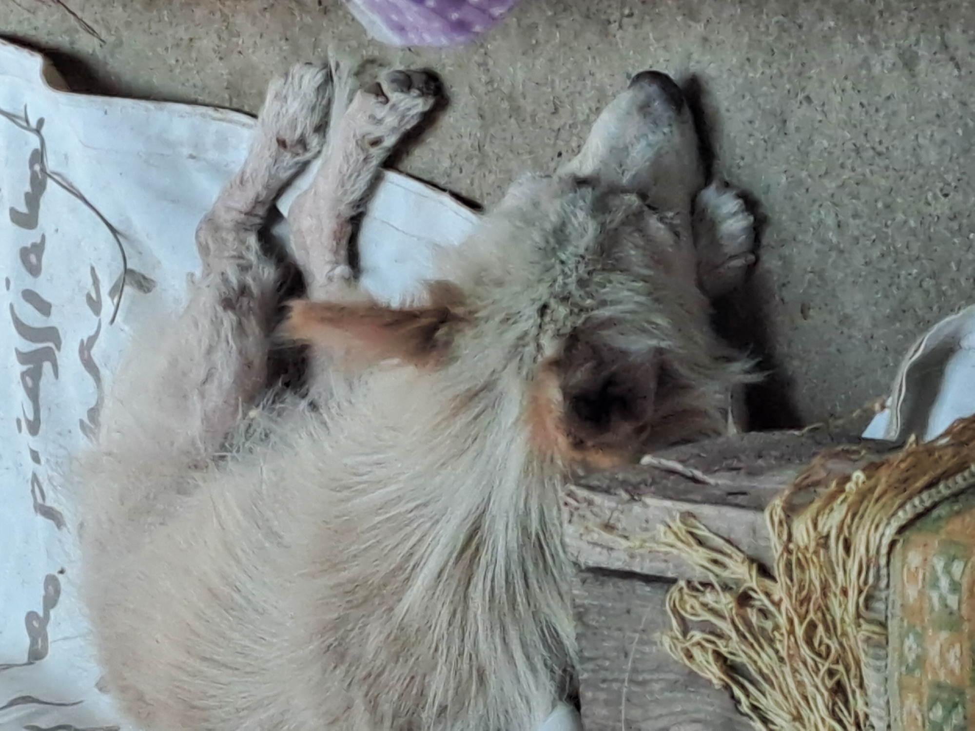 A light-colored, medium-sized dog with shaggy fur is lying on its side on a rough, textured surface. The dog appears to be sleeping or resting. Its head is resting on a rough wooden surface to the left of the frame, with its front paws tucked underneath. Its hind legs are extended behind it. A piece of white fabric with handwritten text is underneath the dog's body. To the right of the dog, a small portion of a purple object is visible. The overall environment suggests an outdoor or sheltered area, possibly in Vypasne, Ukraine, given the context. The ground is a gritty, concrete-like material.