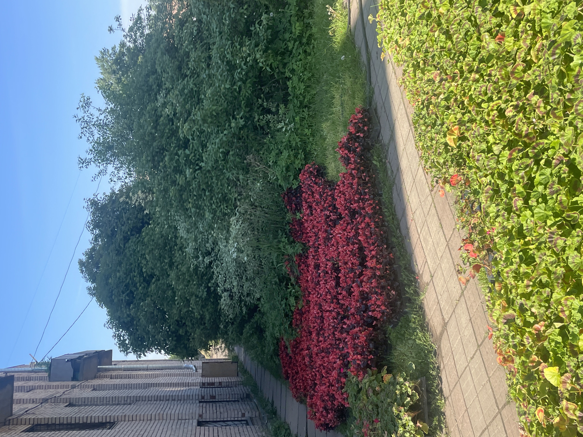This image depicts an outdoor urban or suburban scene, likely in Saint Petersburg, Russia, featuring a paved pathway bordered by diverse vegetation and a building under a clear blue sky.
The main subjects are the lush plants, the pathway, and a brick building. The pathway, constructed from light-colored rectangular pavers, extends diagonally across the frame. To the left of the path, a vivid bed of plants with striking deep red foliage, possibly Begonias or Coleus, creates a prominent visual element. Behind these red plants, a dense area of various green shrubs and large, mature trees with abundant green leaves forms a verdant backdrop, some of which reach high into the sky.
To the right of the paved path, another large bed of green-leafed plants is visible. These plants are distinctive, featuring circular patterns or variegations of a darker green or reddish-brown on their leaves, characteristic of certain varieties of Geraniums. The sunlight strongly illuminates these plants, emphasizing their patterns and healthy appearance.
In the background, on the far left, a multi-story building made of light brown or tan bricks is partially visible. Architectural details such as windows, pipes, and utility boxes or vents on the roofline can be discerned. Utility wires stretch across the clear blue sky in the upper left portion of the image.
The scene takes place on a bright, sunny day, indicated by the clear blue sky and the strong, natural light illuminating the plants and pathway. Subtle shadows are cast on the pavers. There are no people or animals visible, creating a peaceful and serene atmosphere. The presence of well-maintained landscaping suggests a public space, such as a park, a garden alongside a street, or a courtyard area. No visible text is present in the image.