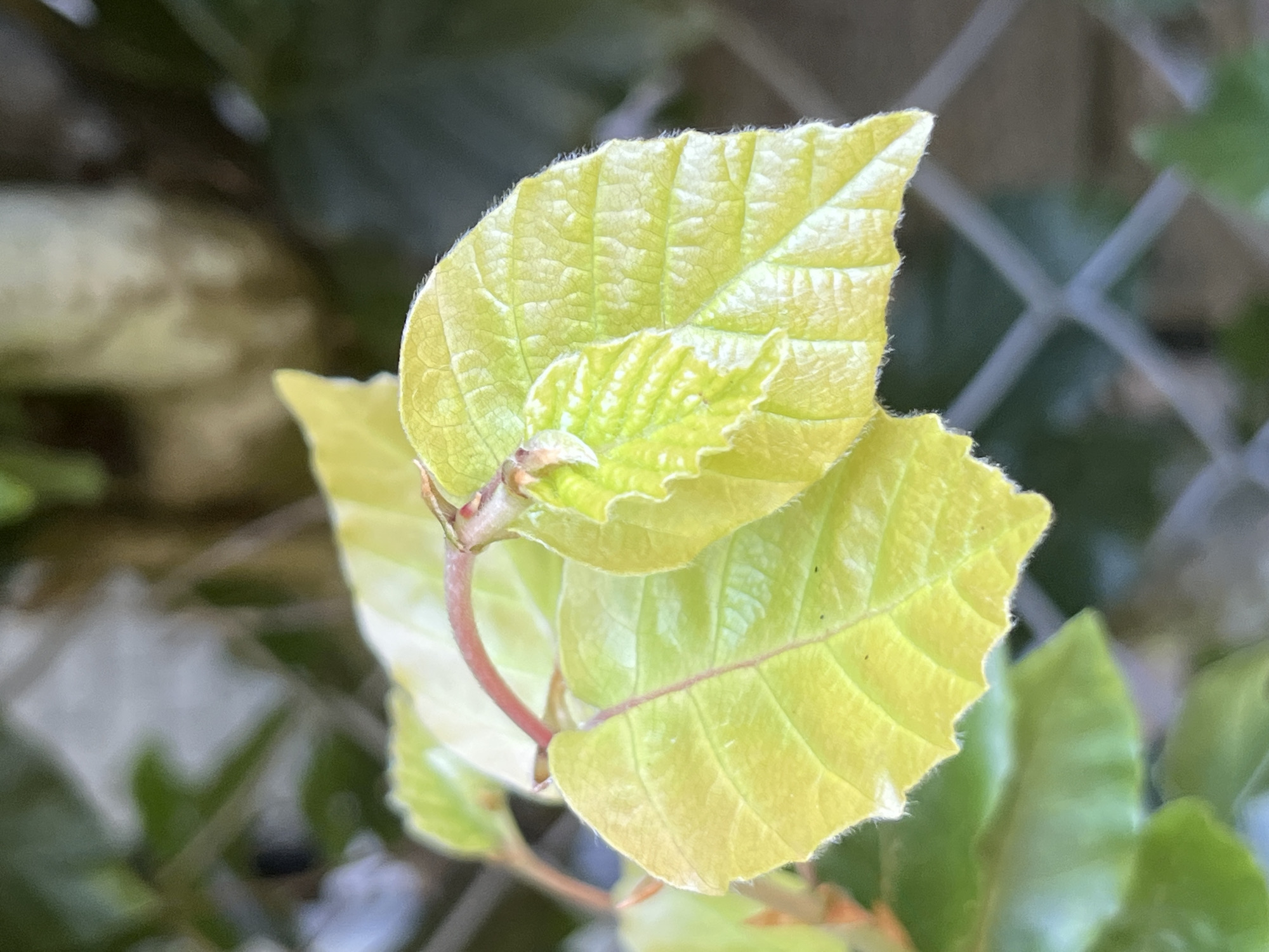 A close-up, eye-level, outdoor shot focuses on a young, bright green beech tree sapling's leaves in Saint Vith, Belgium. The leaves are vibrantly colored, with the newer growth exhibiting a paler, almost chartreuse hue, and showing distinct veining and serrated edges. A thin, reddish stem connects the leaves. The background is softly blurred, revealing hints of other foliage in darker greens and a light-colored, indistinct object that could be part of a building or large plant. A grey, wire fence is visible in the lower right portion of the frame, creating a geometric pattern that contrasts with the organic shapes of the leaves. The lighting suggests it is daytime, possibly overcast or in the shade, as there are no harsh shadows.