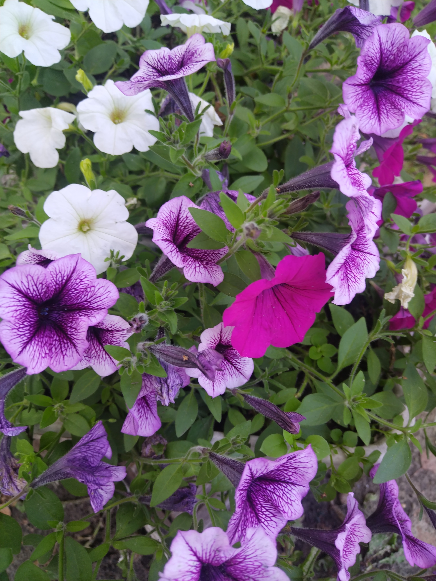 This is a close-up, high-angle shot of a patch of petunias in Богандинский, Russia. The flowers are predominantly purple with white and dark purple veining, and some are solid white. There is also a single bright pink petunia visible. The flowers are in various stages of bloom, with some fully open and others forming buds. The foliage is green and lush, with the flowers densely packed together. The ground beneath the flowers appears to be paved with stone or brick. No people are present in the image.