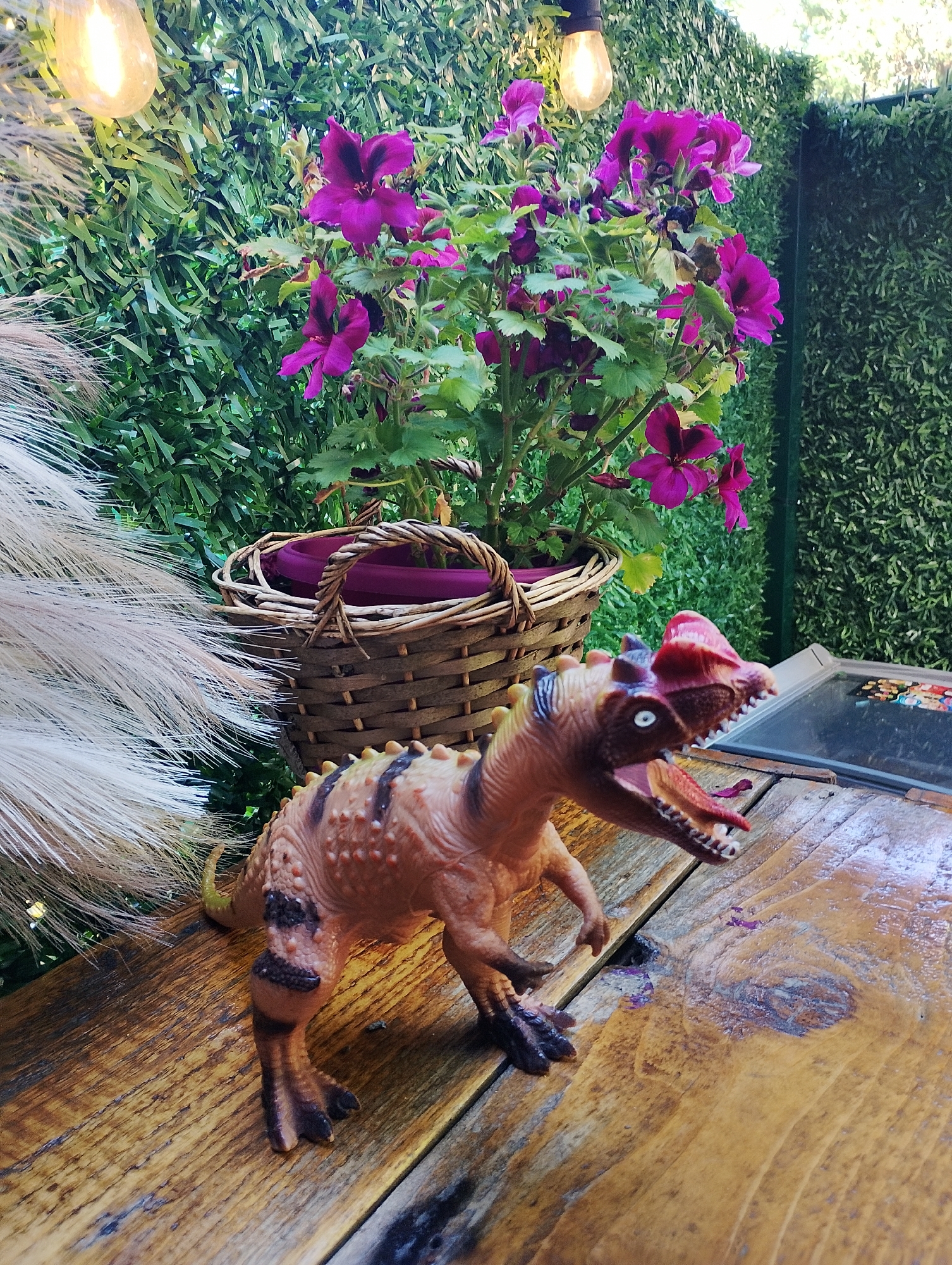A toy dinosaur stands on a varnished wooden surface, facing right. The dinosaur is brown with darker stripes. Behind the dinosaur, there's a basket with purple flowers. Behind the basket is a green wall. Two light bulbs hang from above. Part of what appears to be an ornamental plume is visible on the left. There is a gray metallic object in the top right corner. The location is Burgas, Bulgaria.