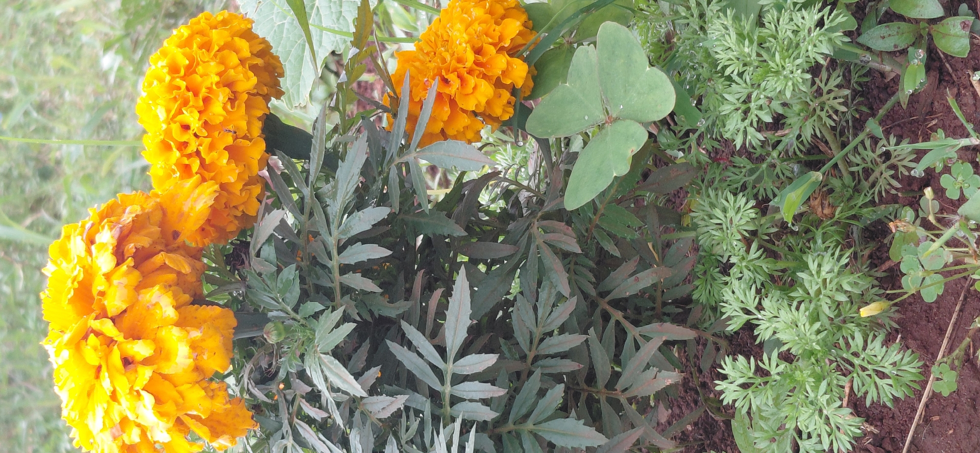 The image shows a close-up view of marigold flowers in a garden. The marigolds are a vibrant orange color and are in full bloom. The leaves of the marigold plant are dark green and feathery. In the foreground, there are smaller green plants and a clover leaf. The background is blurred, suggesting an outdoor setting. It is not possible to determine the specific location within Encarnacion, Paraguay from the image alone.