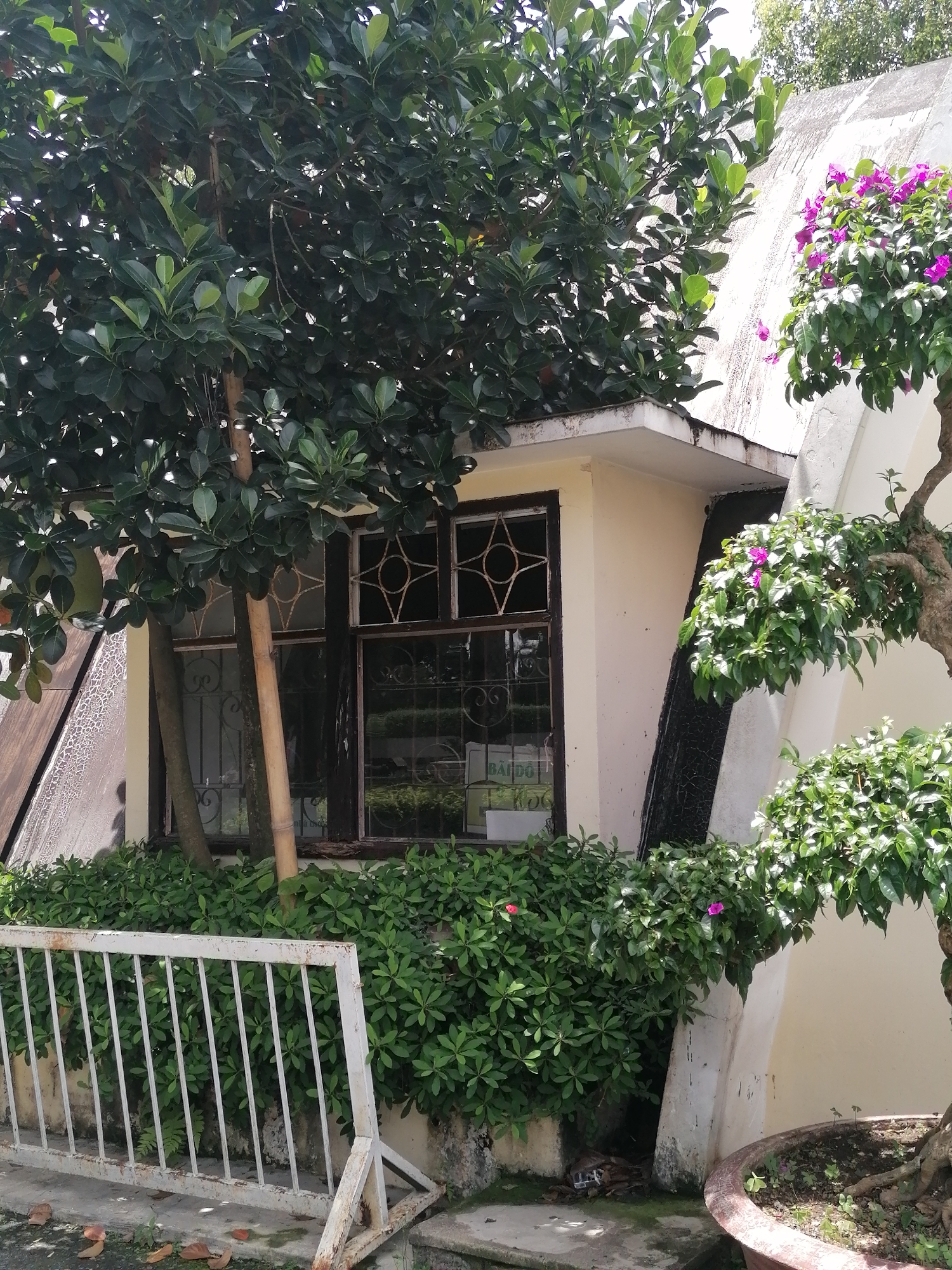 A low-angle, outdoor shot displays a section of a building facade with a peaked, cream-colored roofline. The facade features a tan-colored wall with a prominent, diagonal concrete support beam. To the left, a large tree with dark green leaves partially obscures a window with a dark frame and decorative metal grilles. A thin bamboo stalk stands to the right of the tree, also in front of the window. The window itself has a star-shaped metal design in the upper pane and a scrolled design in the lower pane, which reveals a glimpse of lush green foliage inside. In front of the window, a dense hedge of dark green bushes is visible. A white metal fence with vertical bars and a triangular support at the right end runs along the bottom of the frame, resting on a gray concrete surface. To the right of the building, a flowering bougainvillea plant with vibrant pink blossoms spills over the edge of a large, brown terracotta pot containing a bonsai tree. The ground is a mix of concrete and scattered dry leaves. The scene appears to be in Da Lat, Vietnam, suggested by the architectural style, flora, and lighting conditions, possibly indicating a building in a garden or a commercial establishment. There are no people visible in the image.