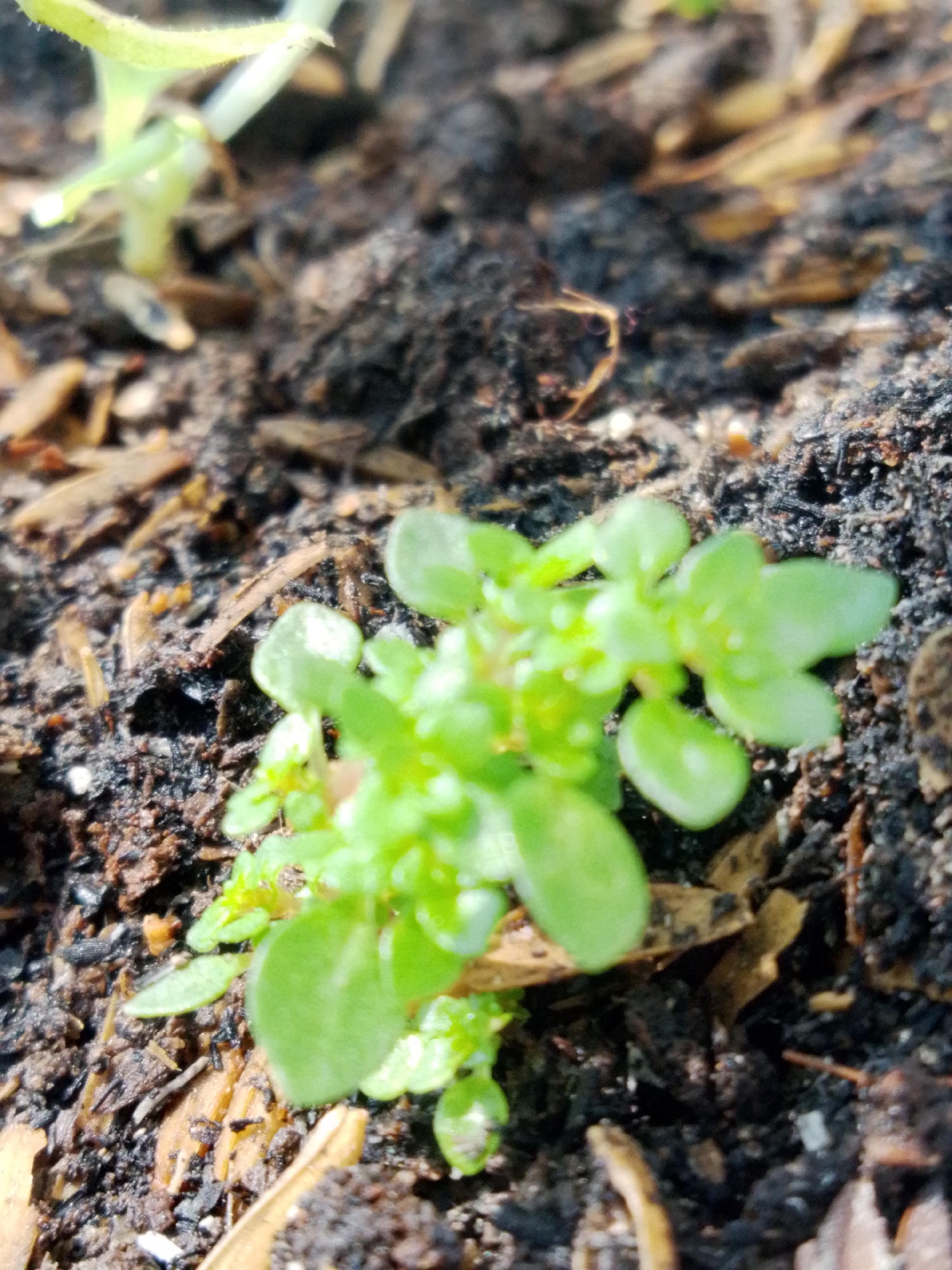 A close-up, shallow depth of field, outdoor photograph shows a young green seedling with multiple small leaves emerging from dark soil. The seedling is the primary subject, positioned slightly off-center to the right. The soil appears to be a mix of dark organic matter and small brown debris, possibly wood chips or dried leaves. The lighting suggests it is daytime, with some bright highlights on the seedling's leaves, indicating a light source from above and slightly to the left. The background is blurred, with hints of other vegetation and the texture of the soil. No people are visible in the image. The location is stated to be Bandar Lampung, Indonesia.