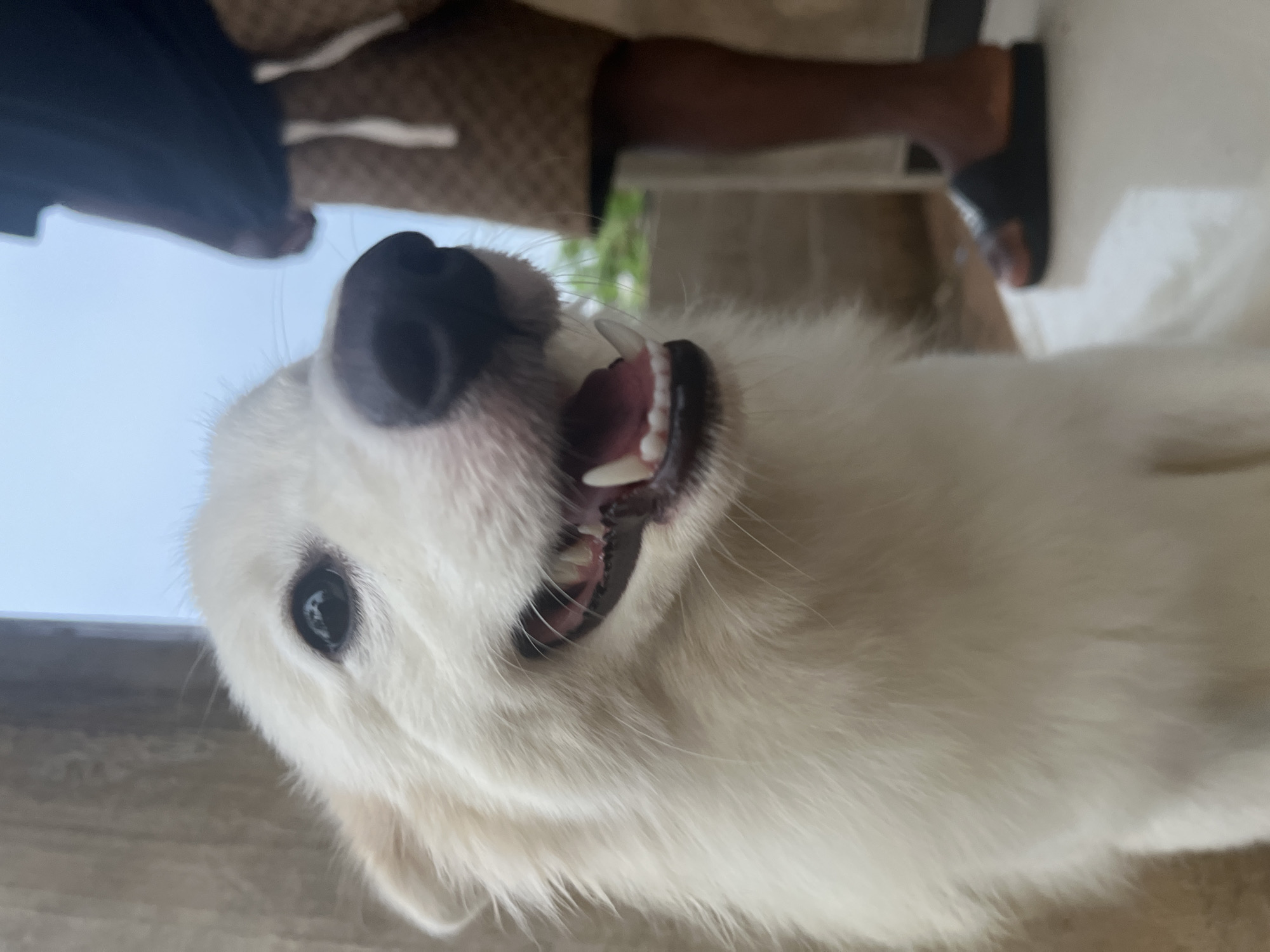 A white dog is positioned close to the camera, appearing upside down. The dog's mouth is open, revealing its teeth. Parts of a person, including legs and feet in sandals, are visible in the background. The location, Ikot Ekpene, Nigeria, is not discernable from the image itself.