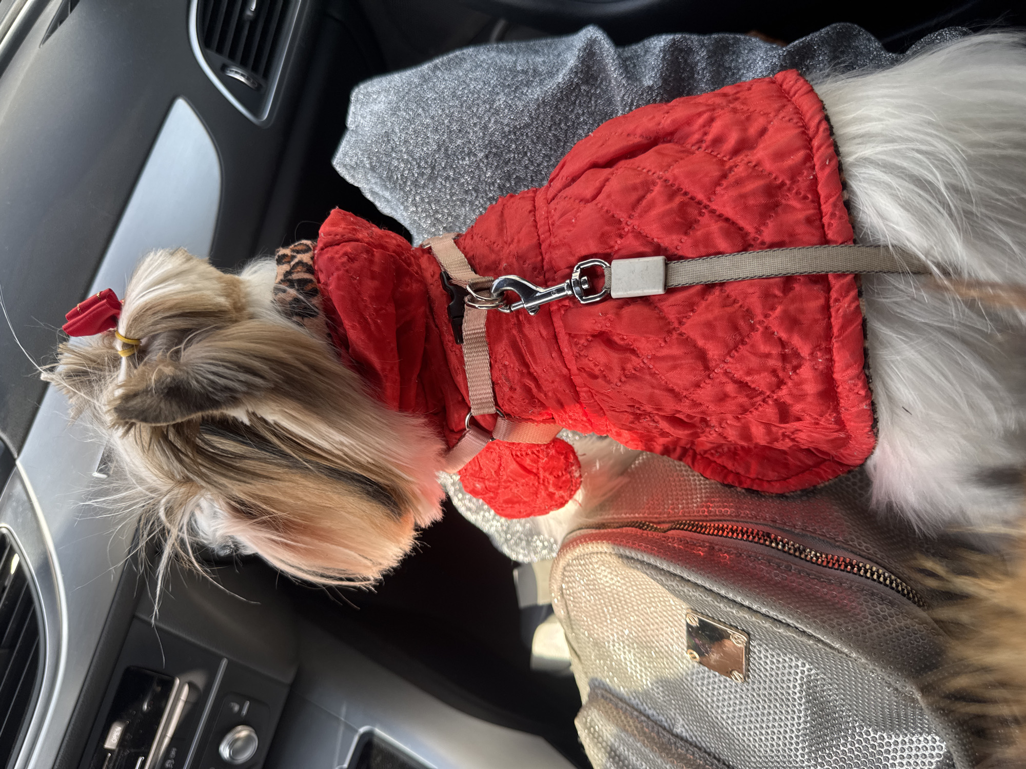 A small, fluffy dog wearing a red, quilted coat with a harness lies on a silver-sequined bag inside a car. The dog has a red bow on its head. The car's interior is visible, including the dashboard and vents. The location is not discernible from the image.