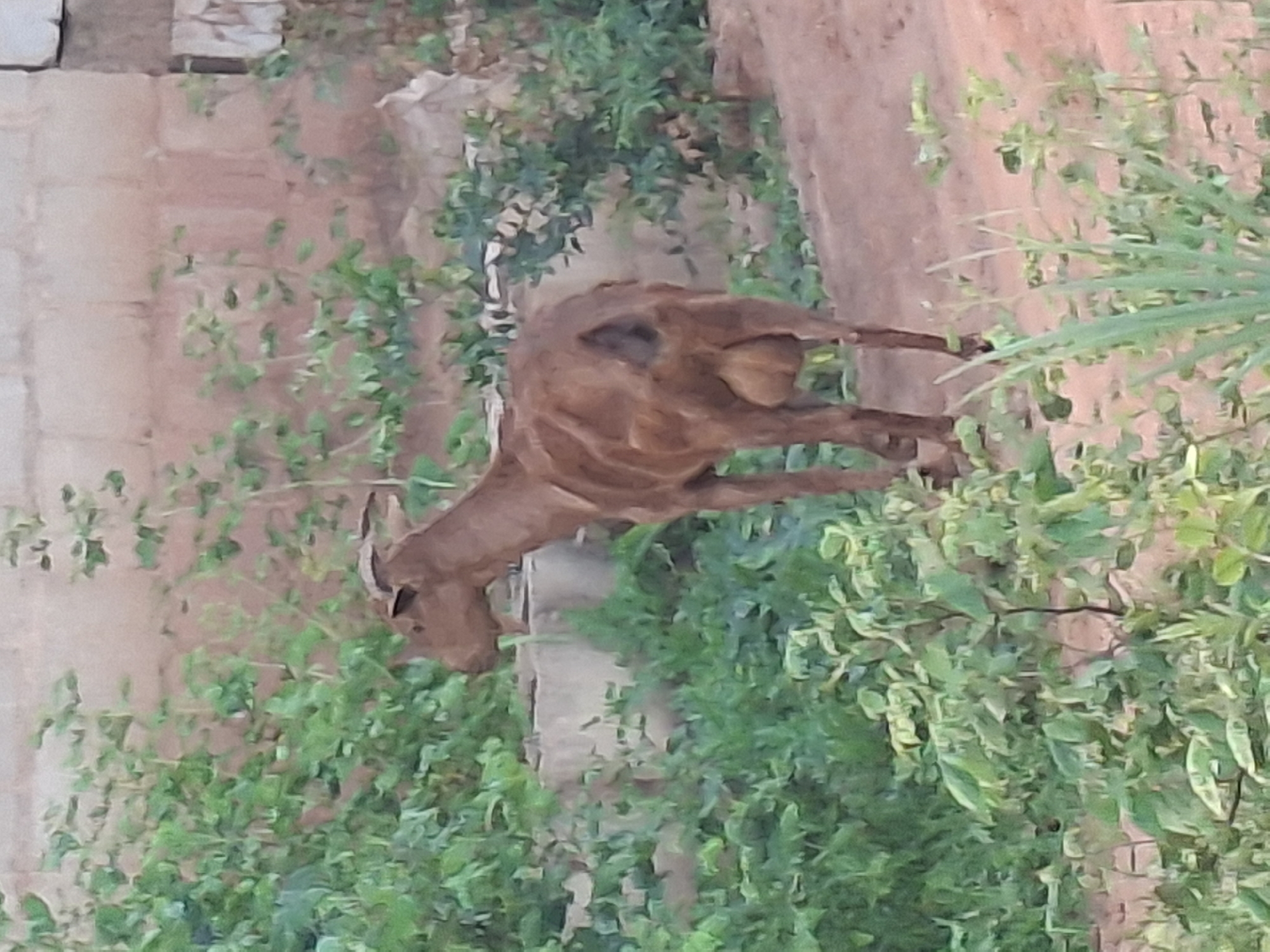 A medium shot captures a brown goat standing amidst lush green foliage and a dusty ground path in a rural area of Tumfure, Nigeria. The goat, facing left, is angled towards the viewer's left, with its head turned slightly to the left. Its body is lean, and its tail is not visible. The background features a weathered brick wall. The overall environment suggests an outdoor setting with natural vegetation and man-made structures.