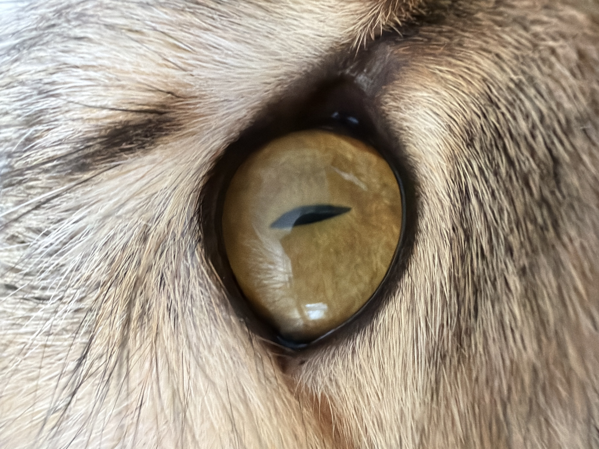 A close-up image of an animal's eye, possibly a cat, is presented. The eye itself is amber-colored with a black, narrow pupil oriented horizontally. The surrounding fur is light-colored, featuring a mix of white, gray, and brown shades. The texture of the fur is visible in detail, exhibiting individual strands. The image lacks any explicit information linking it to the city of Chaikovsky, Russia, or any other location. There are no people, interactions, or other objects present within the frame. The focus is solely on the animal's eye and the immediate surrounding fur.