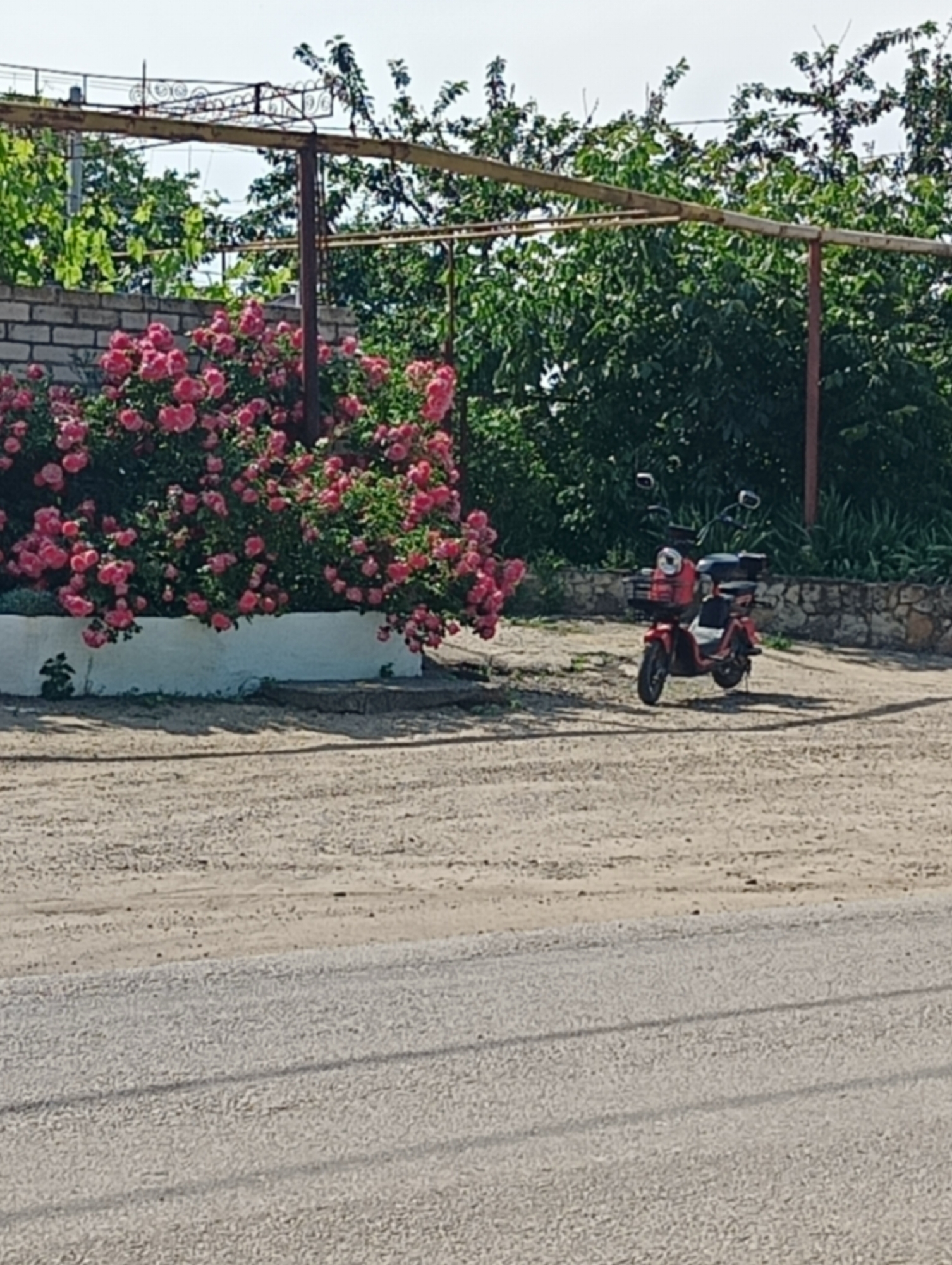 The image depicts an outdoor scene in Maiaky, Ukraine, under bright, possibly hazy, daylight conditions. The foreground and midground consist of a light-colored dirt and gravel surface, exhibiting multiple parallel linear indentations in the immediate foreground. A red and white electric scooter, equipped with a black front basket and a black rear storage box, is parked on the gravel in the midground, positioned towards the right side of the frame and angled slightly to the left.
In the background, on the left, a large, dense bush of pink roses in full bloom is situated, obscuring the lower portion of a light-colored brick wall that has a distinctive white-painted base. Above and behind the rose bush, a metal trellis or pergola structure with decorative scrollwork elements and green foliage is visible. Dense green vegetation, including various trees and bushes, extends across the upper background, creating a natural backdrop. To the right, behind the parked scooter, a section of a stone retaining wall is partially visible, flanked by additional green foliage. No individuals are present in the scene, and no actions are actively depicted.