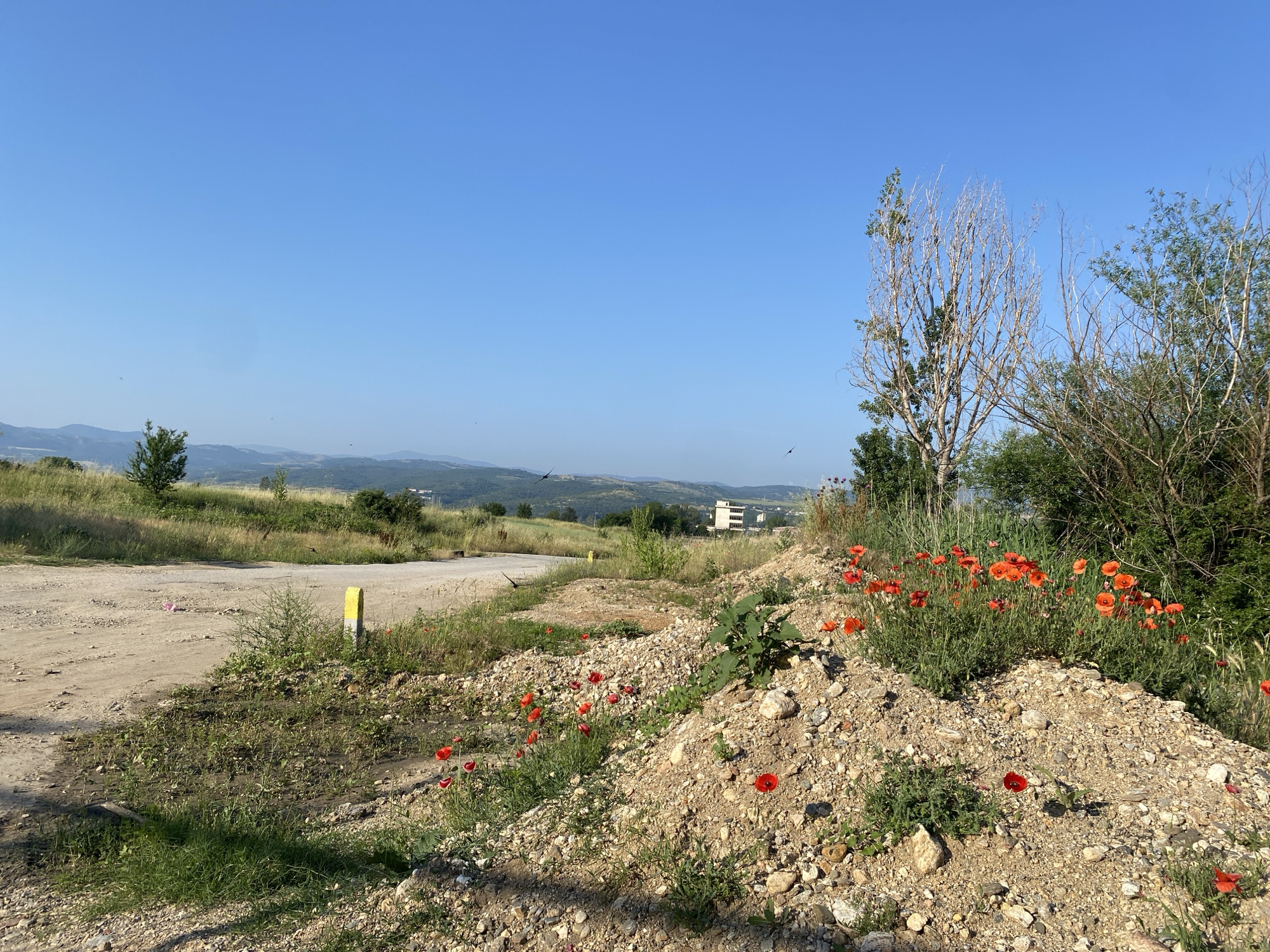 This image captures an unpopulated outdoor scene in Belo Pole, Bulgaria, under a clear, brilliant blue sky during late morning or early afternoon, indicated by the high sun and short shadows. The foreground presents a light brown, unpaved dirt road that curves from the lower left towards the mid-ground. To the immediate right of the road is an elevated, irregular mound of light-colored earth and rocks, from which numerous vibrant red-orange poppies and sparse green foliage emerge. A yellow-painted marker post is visible on the left side, partially obscured by vegetation near the road. Several small, dark silhouettes, identified as birds, are discernible against the sky, particularly in the upper left and right quadrants. The mid-ground features a mix of dry, golden grasses and green shrubs. Prominently in the center-right mid-ground stands a tall, largely defoliated deciduous tree with light bark, flanked by a denser cluster of green, leafy trees to its right. In the far mid-ground, a multi-story, light-colored building with dark windows is visible against a backdrop of undulating, tree-covered hills that stretch across the distant horizon.