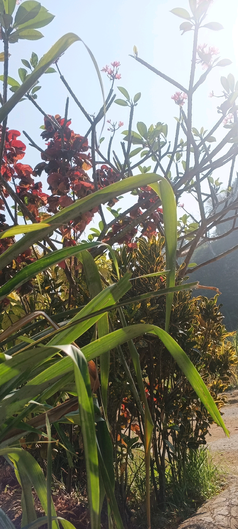 The image depicts a close-up view of foliage against a bright sky, suggesting an outdoor setting in Penanggungan, Indonesia. In the foreground, broad, green leaves with prominent veins dominate the frame, some arching across the composition. Behind these, branches from a tree are visible, adorned with clusters of small, pink flowers and dark red leaves. Further in the background, other plants with variegated yellow and green leaves are present, along with tall, thin stalks of grass. The scene is bathed in sunlight, which creates a bright, almost washed-out effect in the sky and casts shadows on the leaves. The ground appears to be made of dirt and possibly some gravel. There are no people or animals visible in the image, and no specific actions or interactions are taking place. The overall impression is one of a lush, sun-drenched garden or natural area.