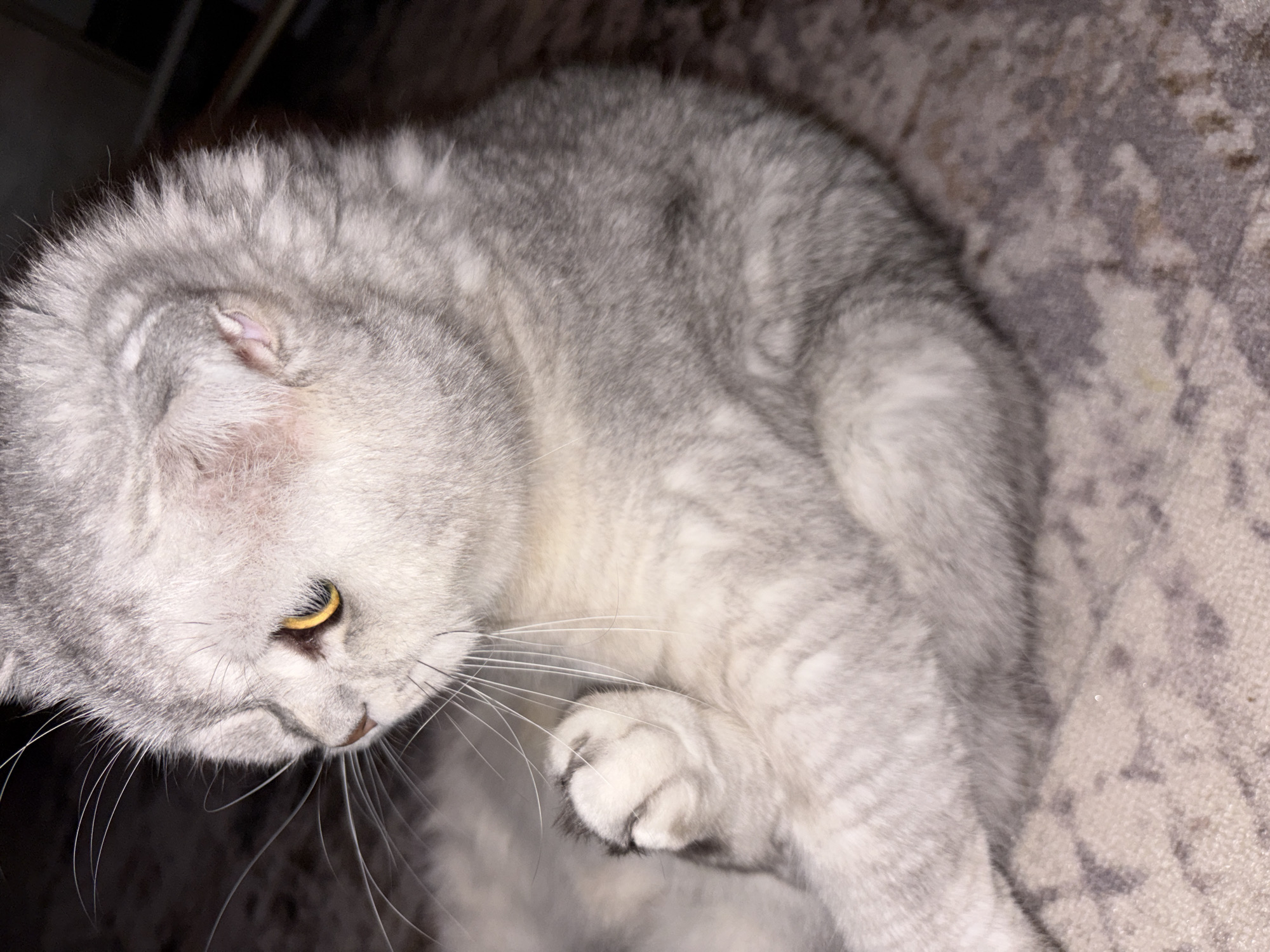 A close-up, indoor shot features a gray Scottish Fold cat with amber eyes, looking to the left. The cat is resting on a patterned rug. The background is dark and out of focus. No other subjects or objects are clearly visible. The location in the city of Засечное, Russia, is not discernible from the image.