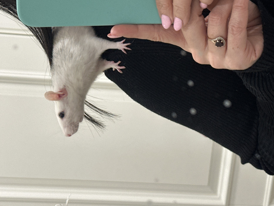 A white and gray rat hangs upside down, suspended from a hand holding a light blue object. The hand features manicured pink nails and a ring with a dark gemstone. The rat's pink paws are visible, and its whiskers point downward. The background includes a black sweater with white polka dots and a white wall.