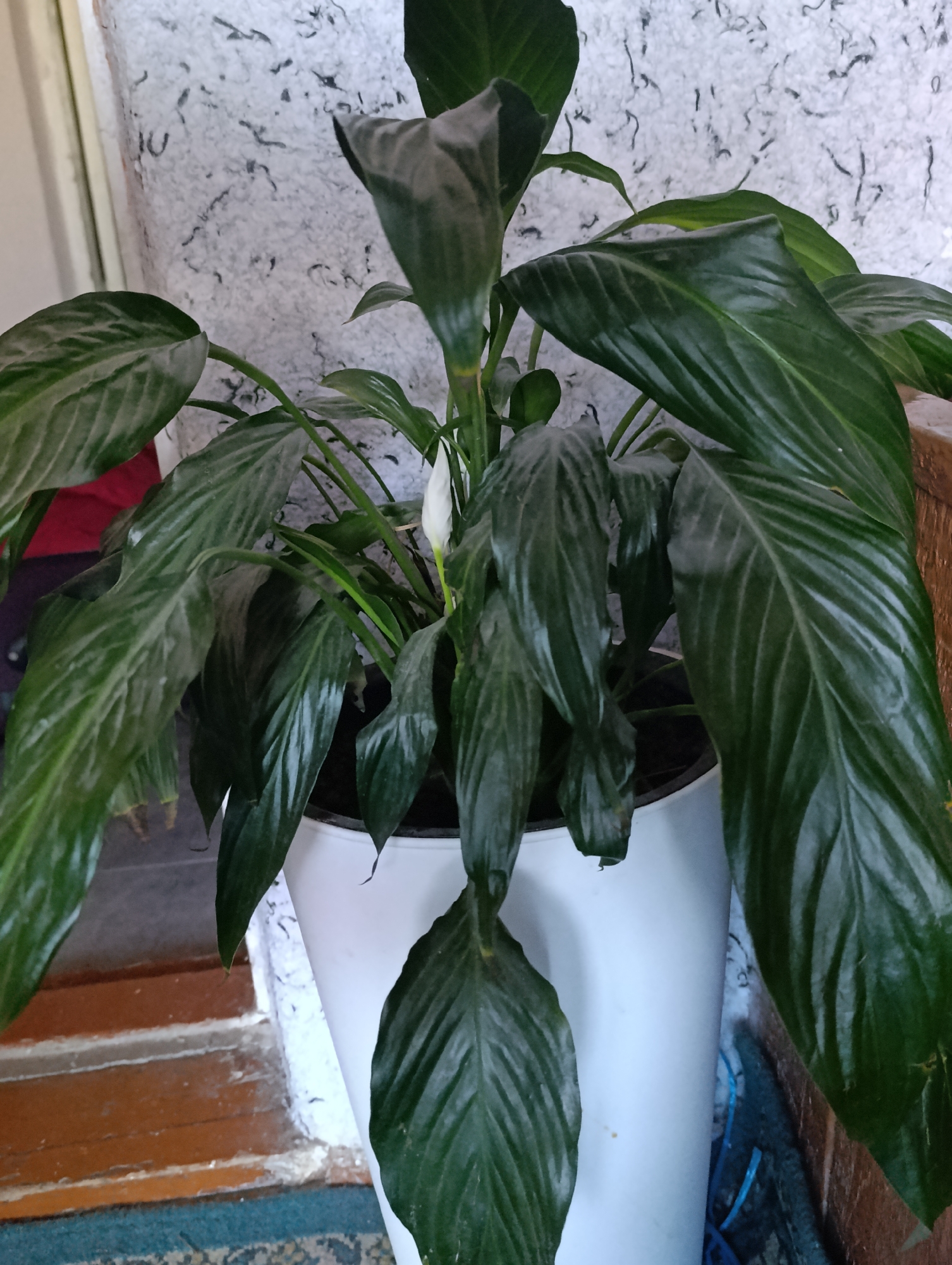 A peace lily plant in a white pot is positioned next to a wall with textured wallpaper. The plant has large, dark green leaves and one white spathe. The floor in front of the pot appears to be a mix of wood and a patterned rug. The wall behind the plant has a white, textured wallpaper with dark, scribbled marks. The scene is indoors, with hints of a doorway and wooden steps to the left. The overall impression is of a domestic interior, possibly in Halkabad, Uzbekistan.