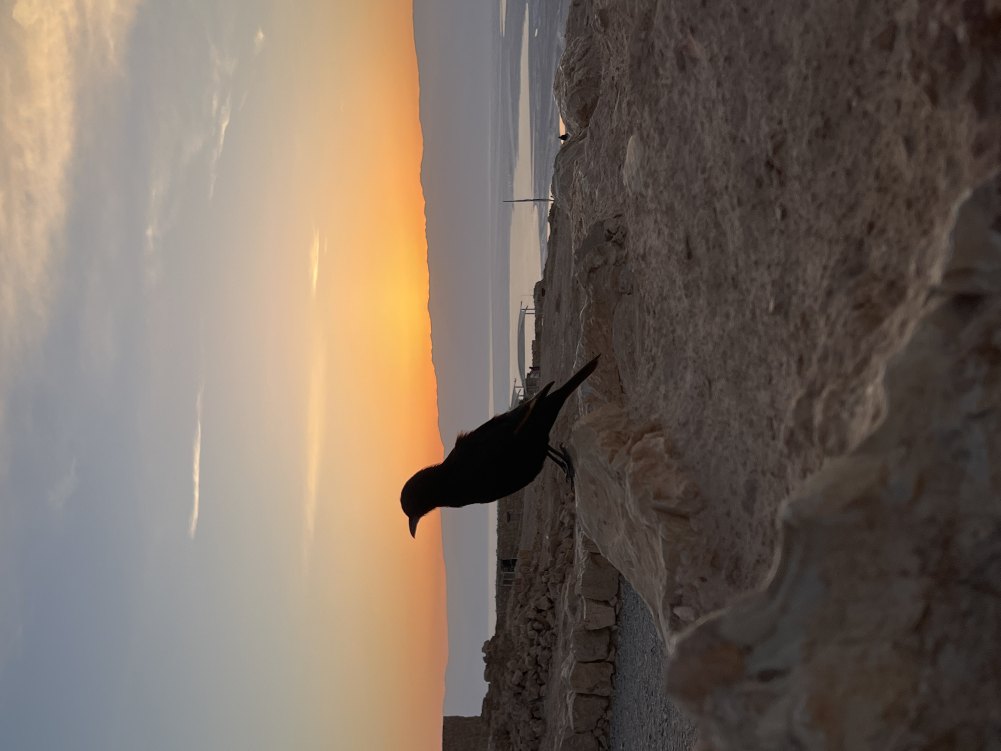 The photograph captures a silhouette of a Tristram's starling perched on a rock or a wall, likely at Masada, within the Tamar Regional Council of Israel. The bird is the primary subject, positioned in the foreground against a backdrop of the Dead Sea. The sky exhibits a gradient of colors, indicative of either sunrise or sunset, with hues of orange, yellow, and a muted blue. The Dead Sea is visible in the distance, appearing as a lighter tone against the darker landscape. The foreground features a rough, textured rock surface, likely part of the ancient fortifications of Masada. The overall lighting suggests a low-light environment, emphasizing the silhouette effect of the bird and the stark contrast between the foreground and the sky.
