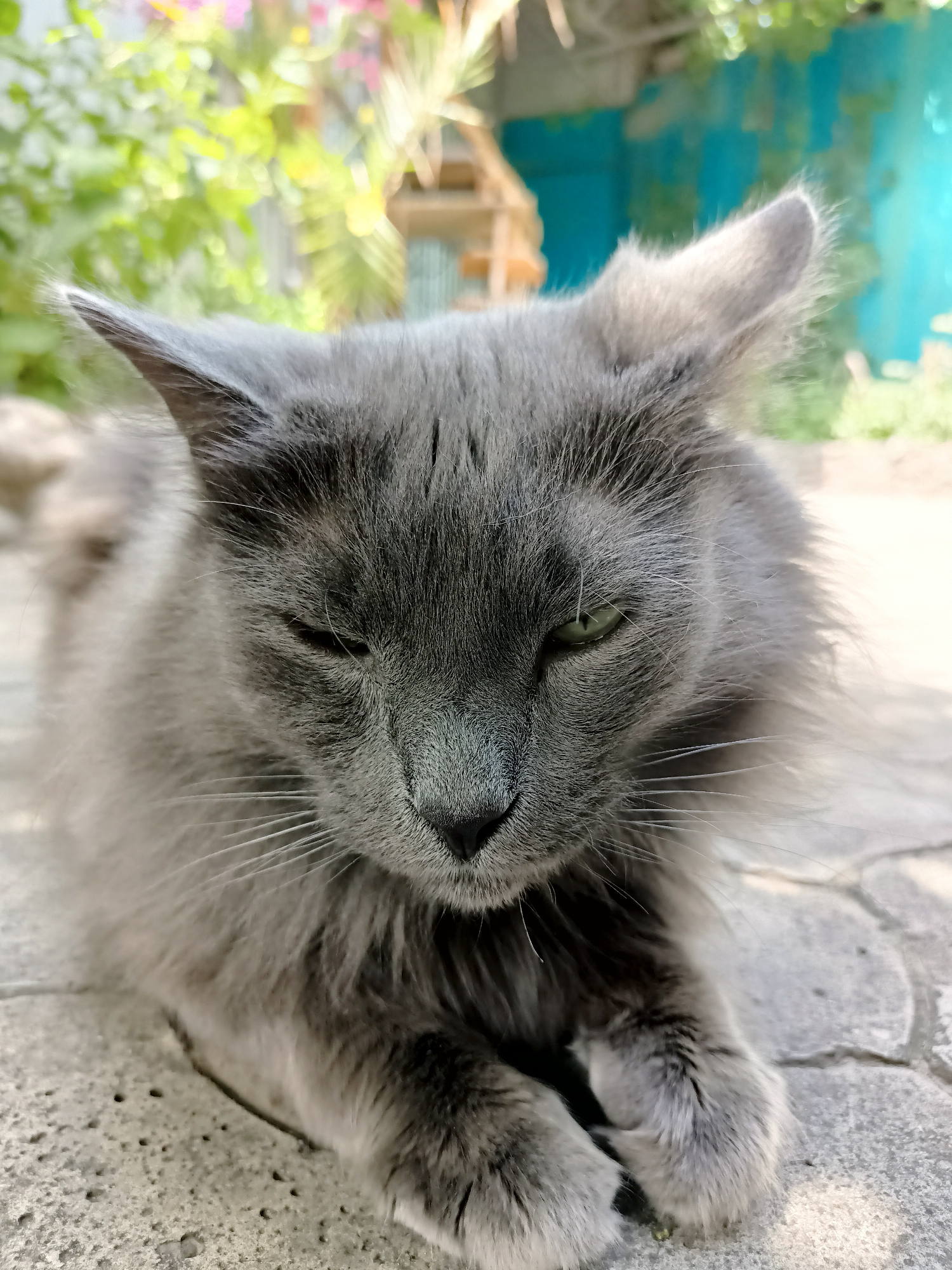 A medium shot captures a fluffy gray cat with green eyes lying down on a textured gray surface, possibly a paved courtyard or walkway. The cat is in focus, with its head tilted slightly down and eyes partially closed, giving it a relaxed or perhaps sleepy appearance. Its fur is long and appears soft. The background is softly blurred, showing hints of green foliage and a brightly colored blue structure, possibly a fence or wall. The lighting suggests it is daytime, with natural light illuminating the scene. The setting appears to be outdoors, in what could be a residential area or a garden. There is no indication of the specific location within Almaty, Kazakhstan.