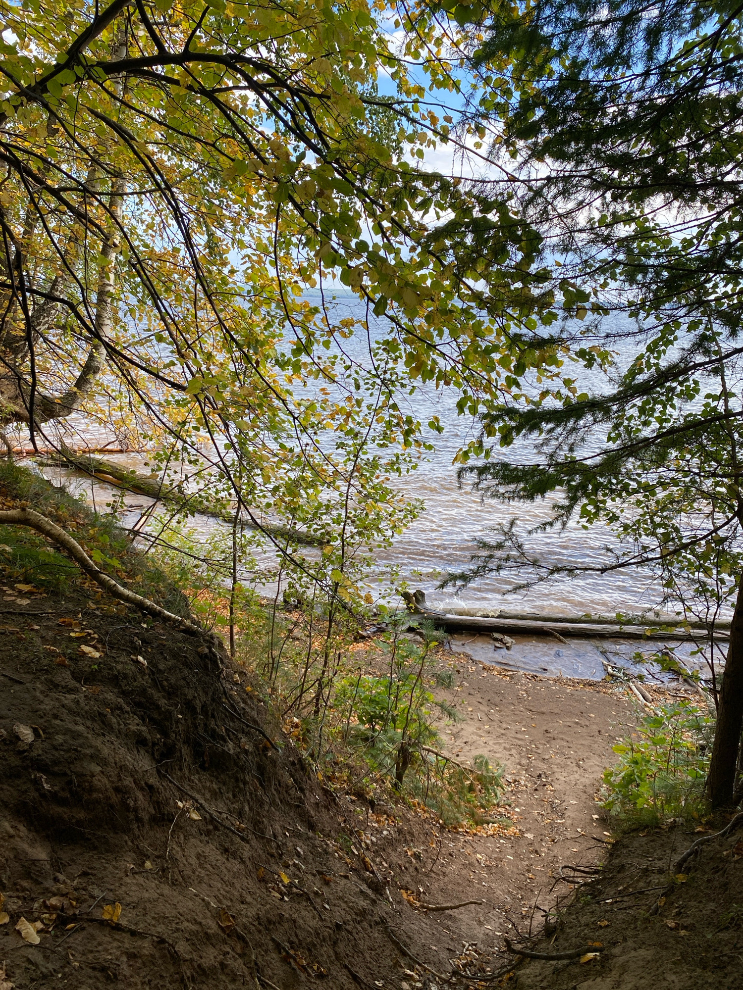 The image depicts a view from a steep, eroded embankment looking down towards a body of water, likely a lake or river, with a sandy shore. The embankment is composed of dark, wet soil and is partially covered with fallen leaves and exposed roots. A narrow path of sand leads down to the water's edge.
The water is rippled and reflects the sky, which is partly cloudy and blue. Several fallen logs lie partially submerged in the water along the shore. The vegetation surrounding the embankment includes trees with autumn foliage, showing a mix of green, yellow, and brown leaves. The branches of these trees, particularly deciduous ones, hang over the embankment and frame the view of the water. Some evergreen branches are also visible.
The overall scene suggests a natural setting in autumn. The location is identified as Chaikovsky, Russia, implying this is a view of one of the water bodies in or around the city, potentially associated with the Kama River reservoir or other local natural areas. There are no people or discernible man-made structures in the immediate scene. The lighting suggests it is daytime, with sunlight filtering through the trees and illuminating the water.